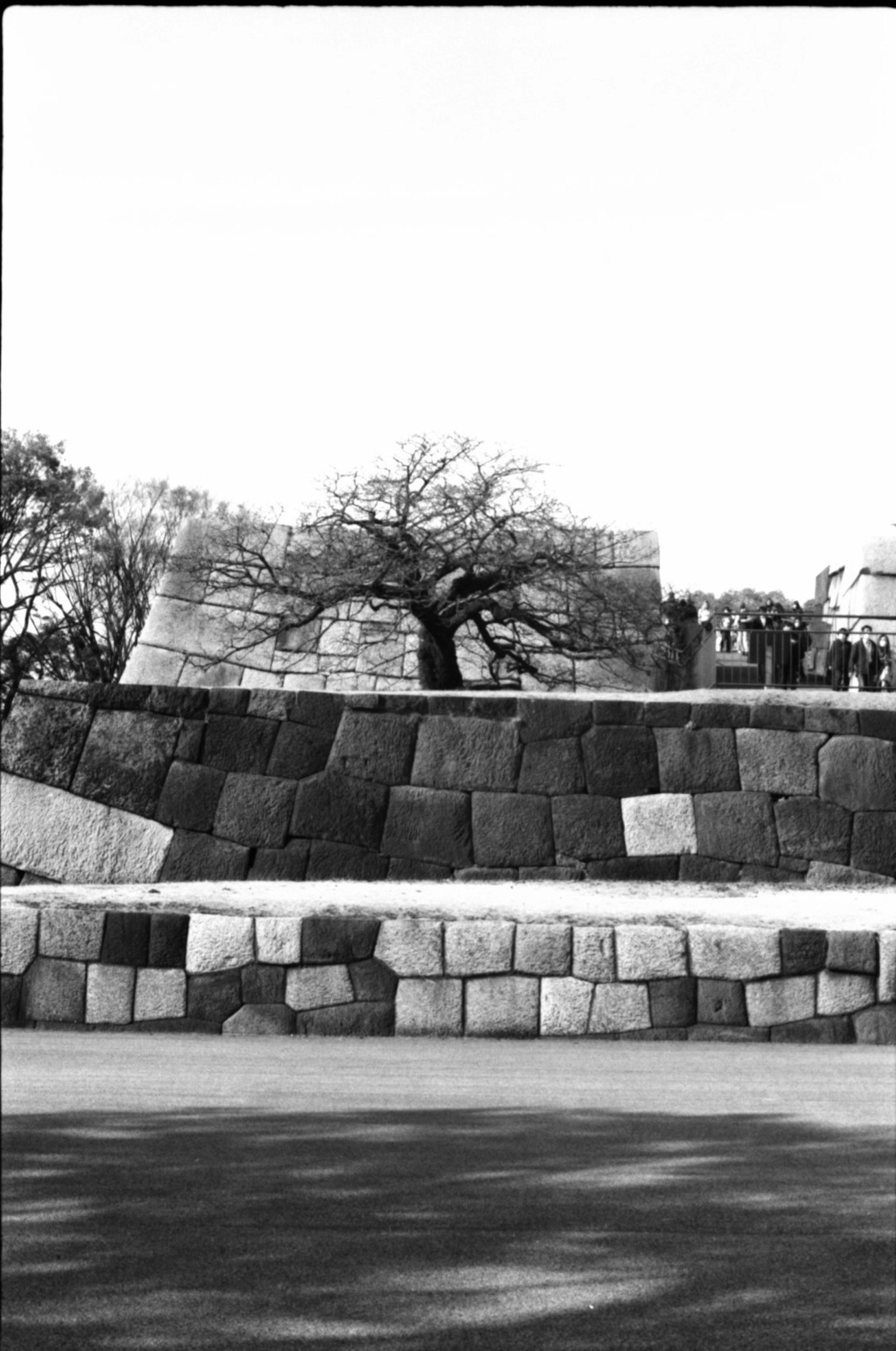 Paisaje en blanco y negro con un árbol viejo y una estructura de piedra