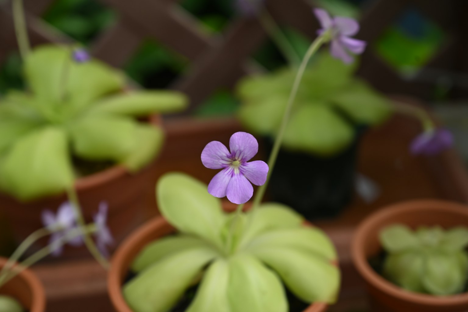 Primo piano di una pianta con foglie verdi e un piccolo fiore viola