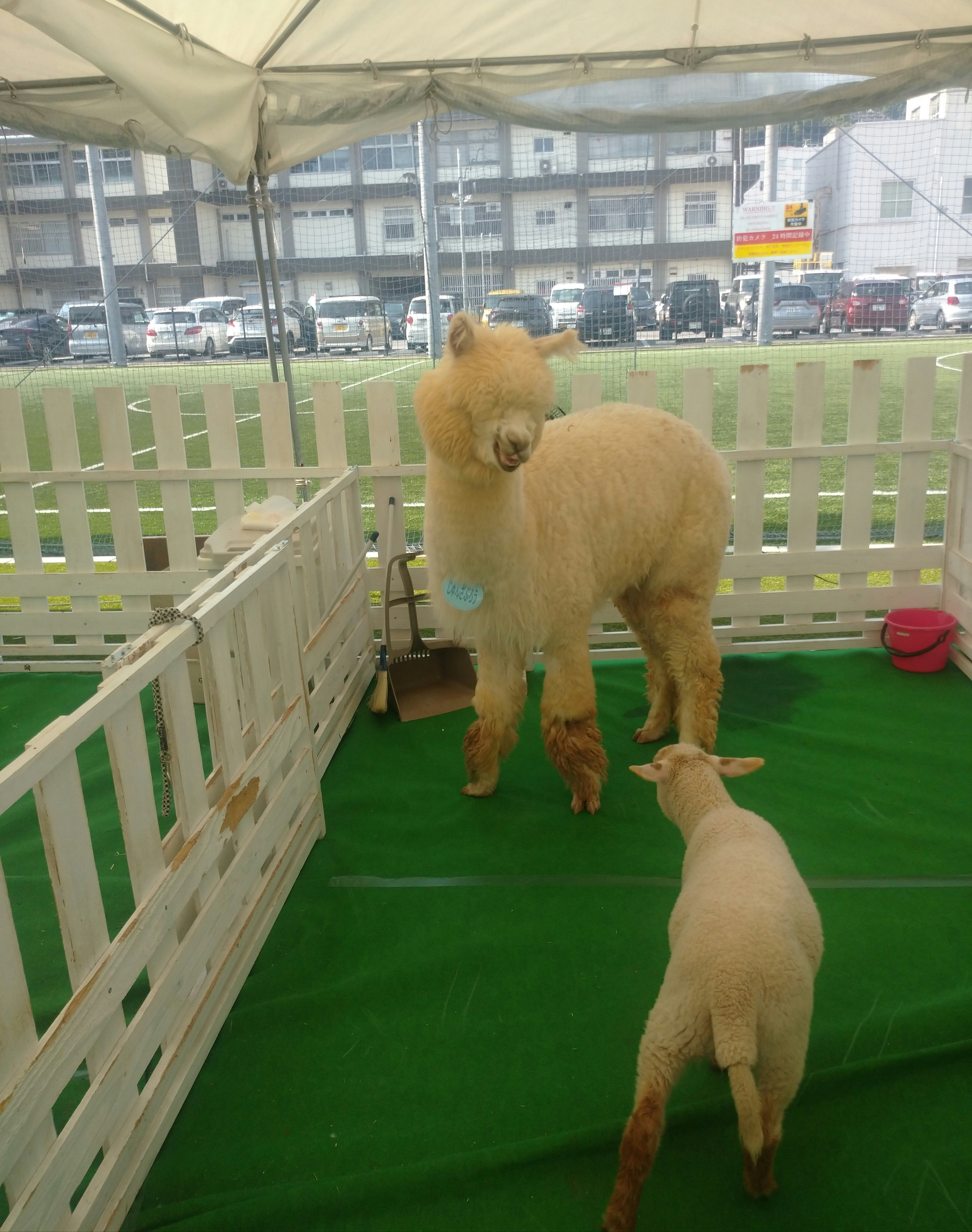 屋内の柵で囲まれたアルパカと子ども