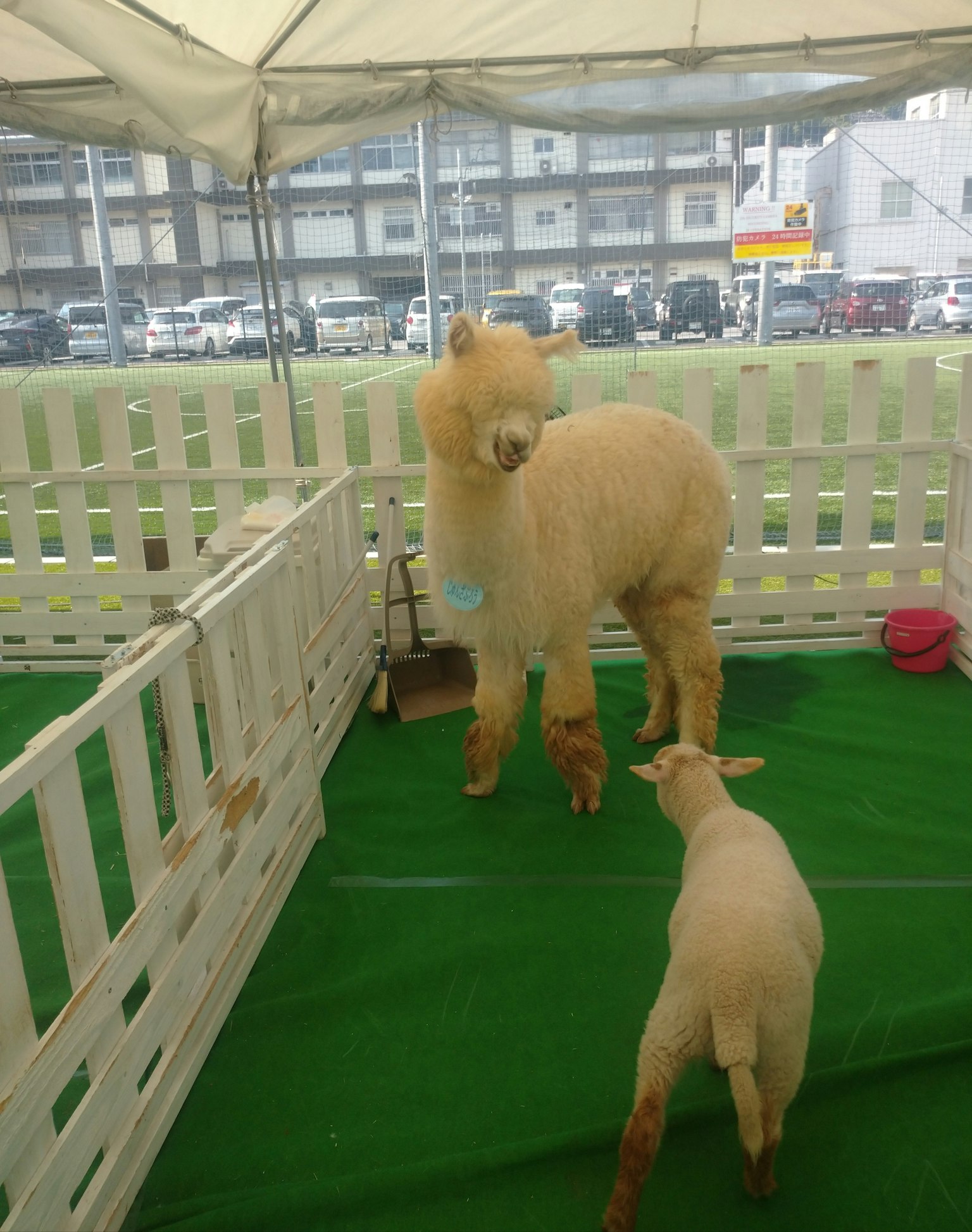 Un alpaga blanc et un agneau jouant dans un espace d'exposition intérieur
