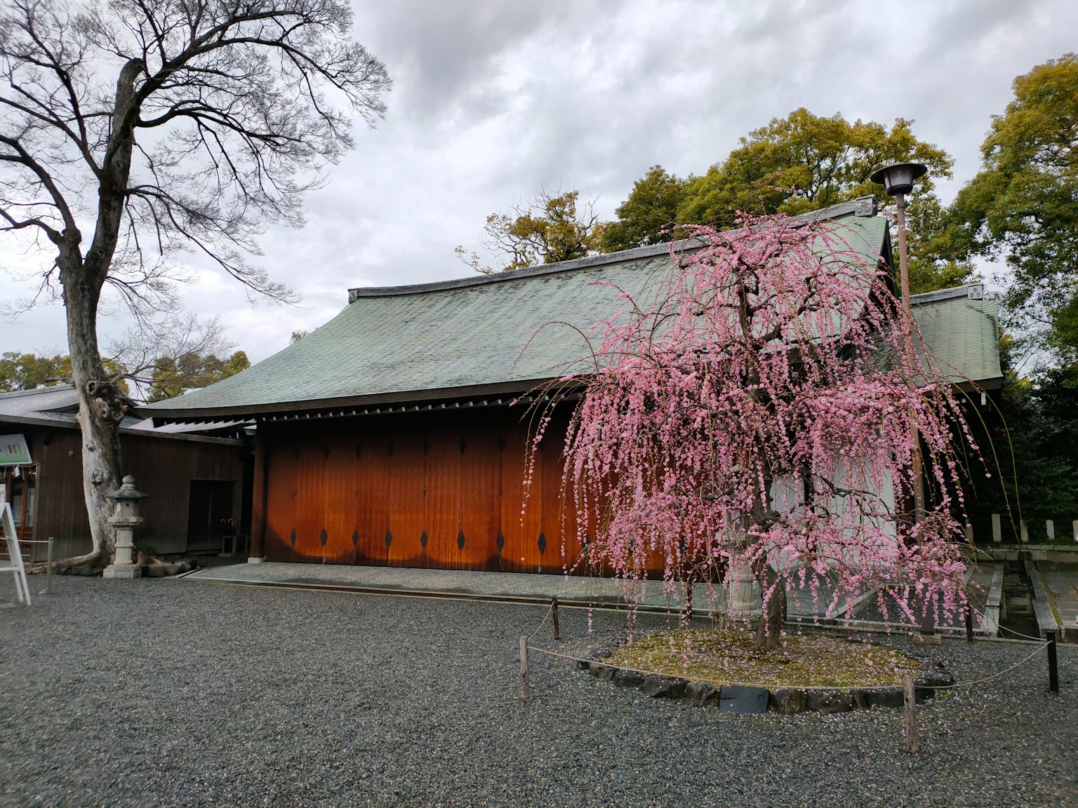 櫻花樹和傳統日本建築的寧靜景觀