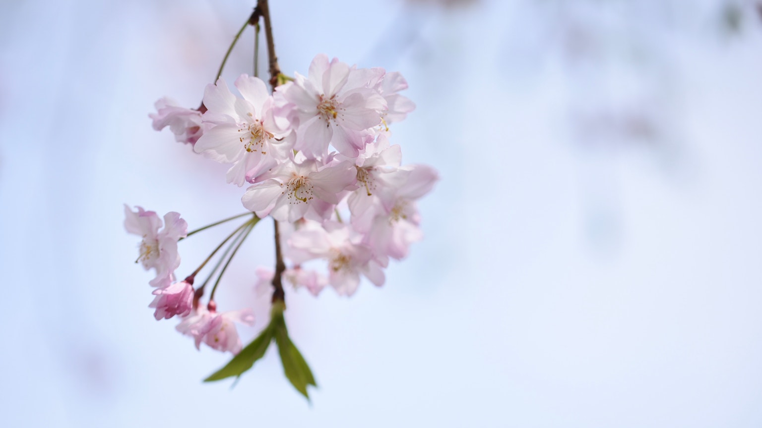 Fleurs de cerisier roses délicates suspendues à une branche