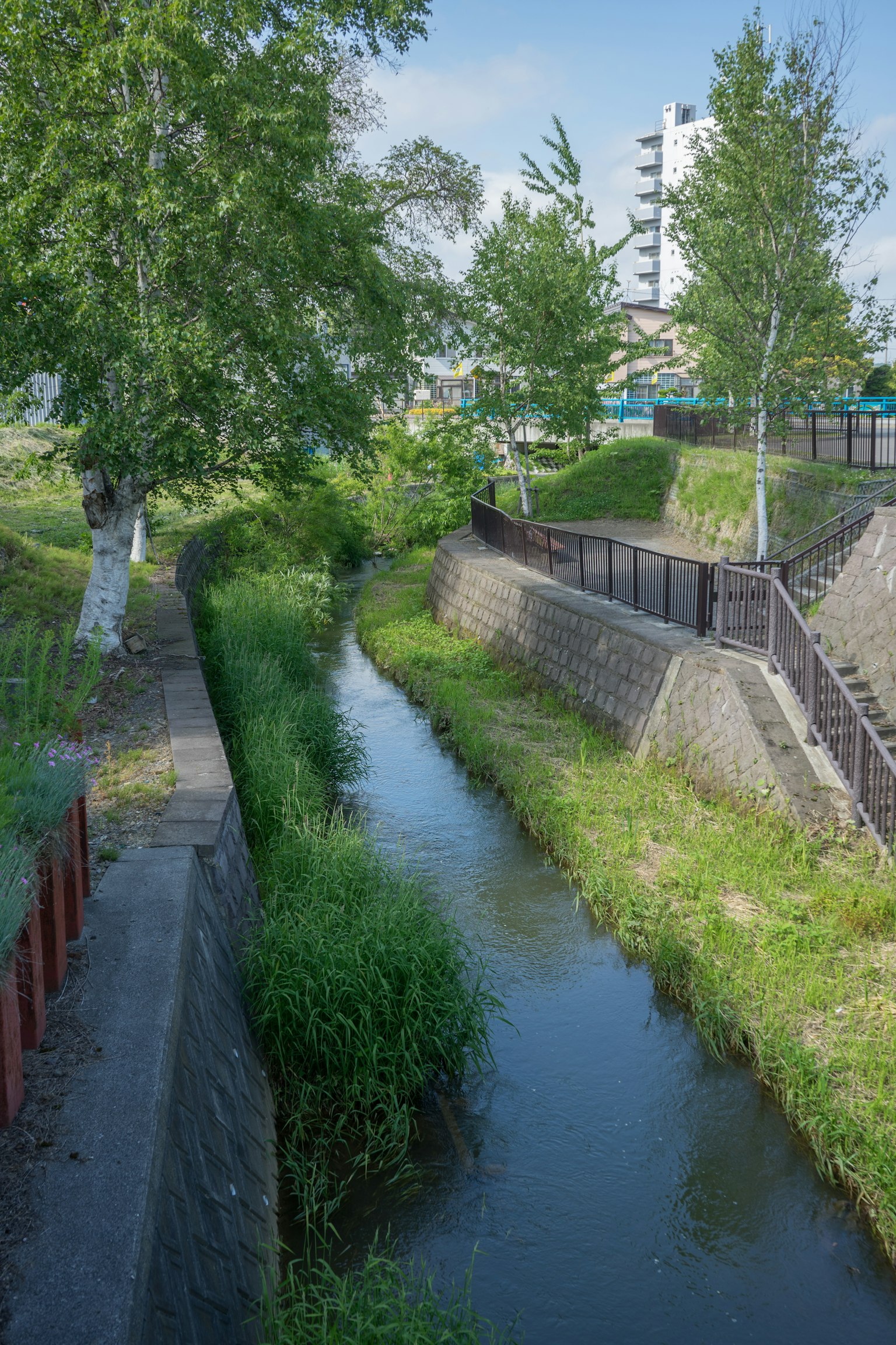 郁郁葱葱的河岸风景与周围的树木和建筑