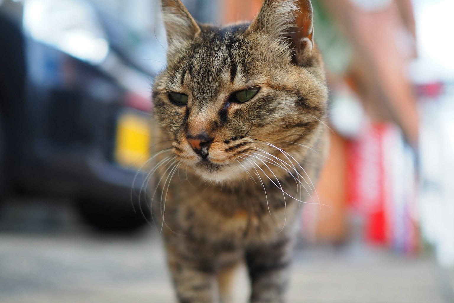一只猫走向镜头 背景模糊的汽车和一个人