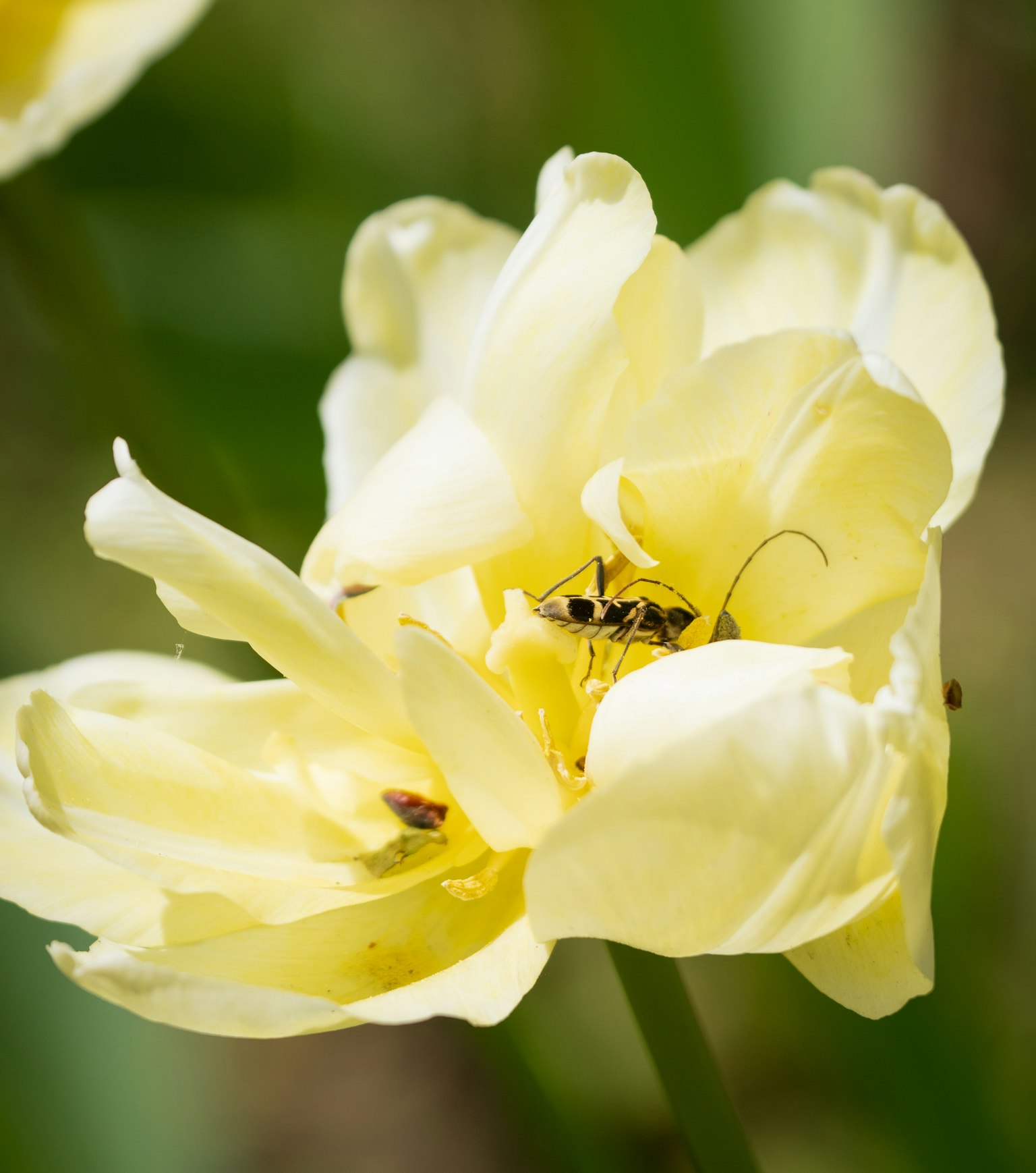 Insetto su un fiore di tulipano giallo