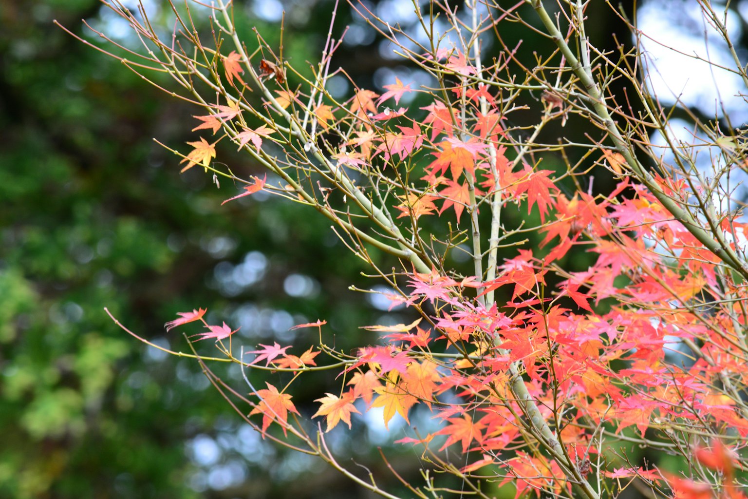 Nahaufnahme von bunten Herbstblättern an einem Zweig