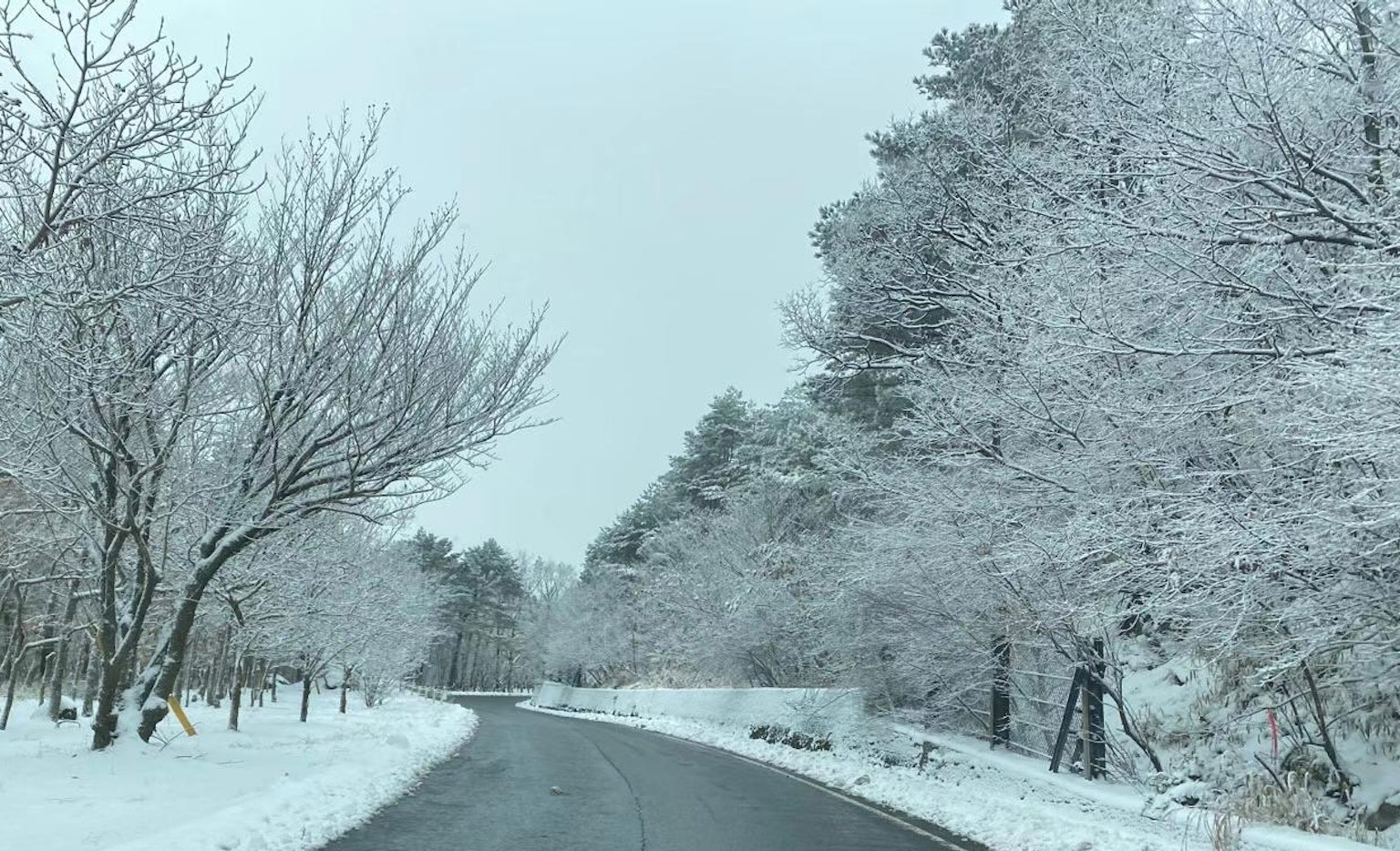 Paisaje de carretera y árboles cubiertos de nieve