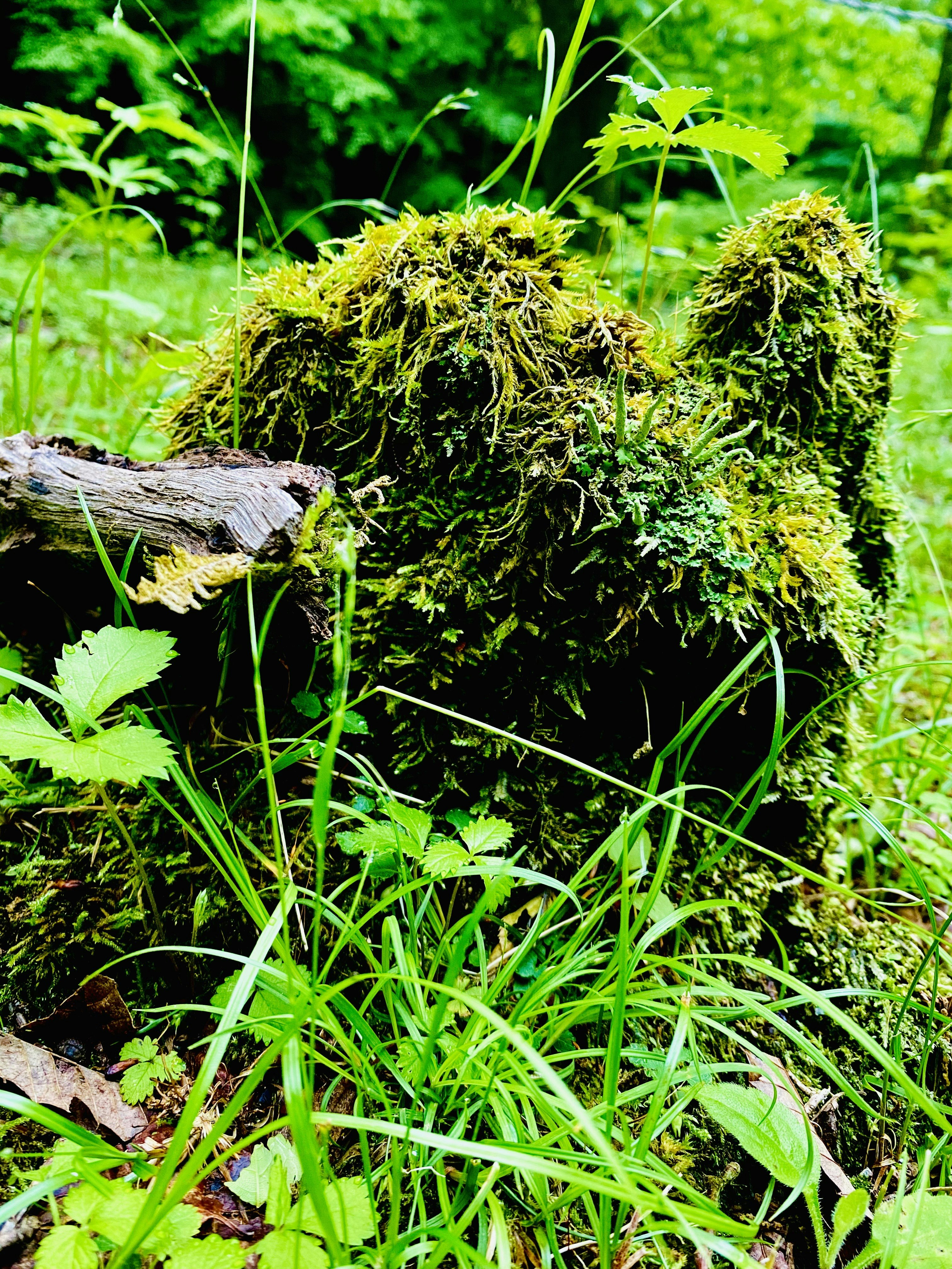 苔むした丸太と緑の草が生い茂る森の地面