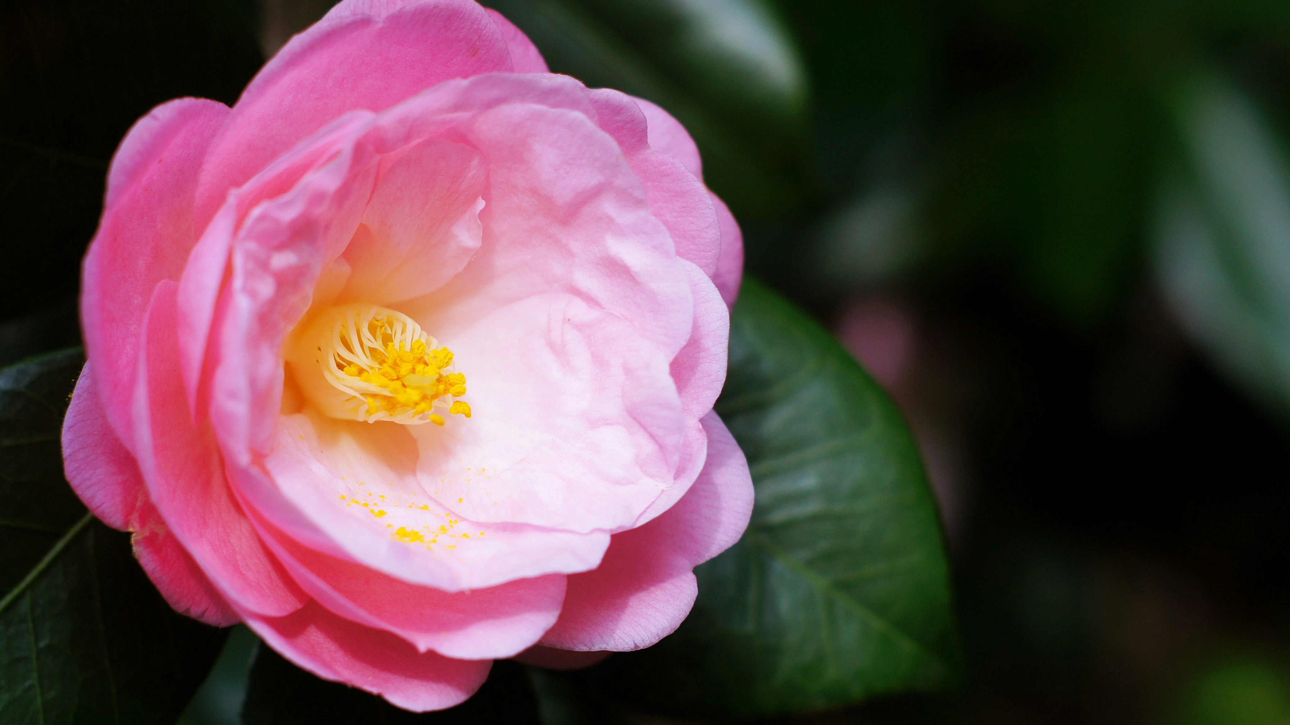 ピンクの椿の花と葉のクローズアップ