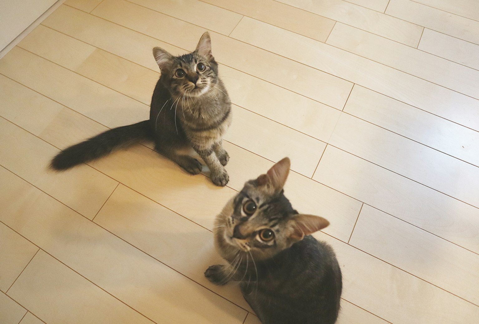 Due gatti seduti su un pavimento di legno