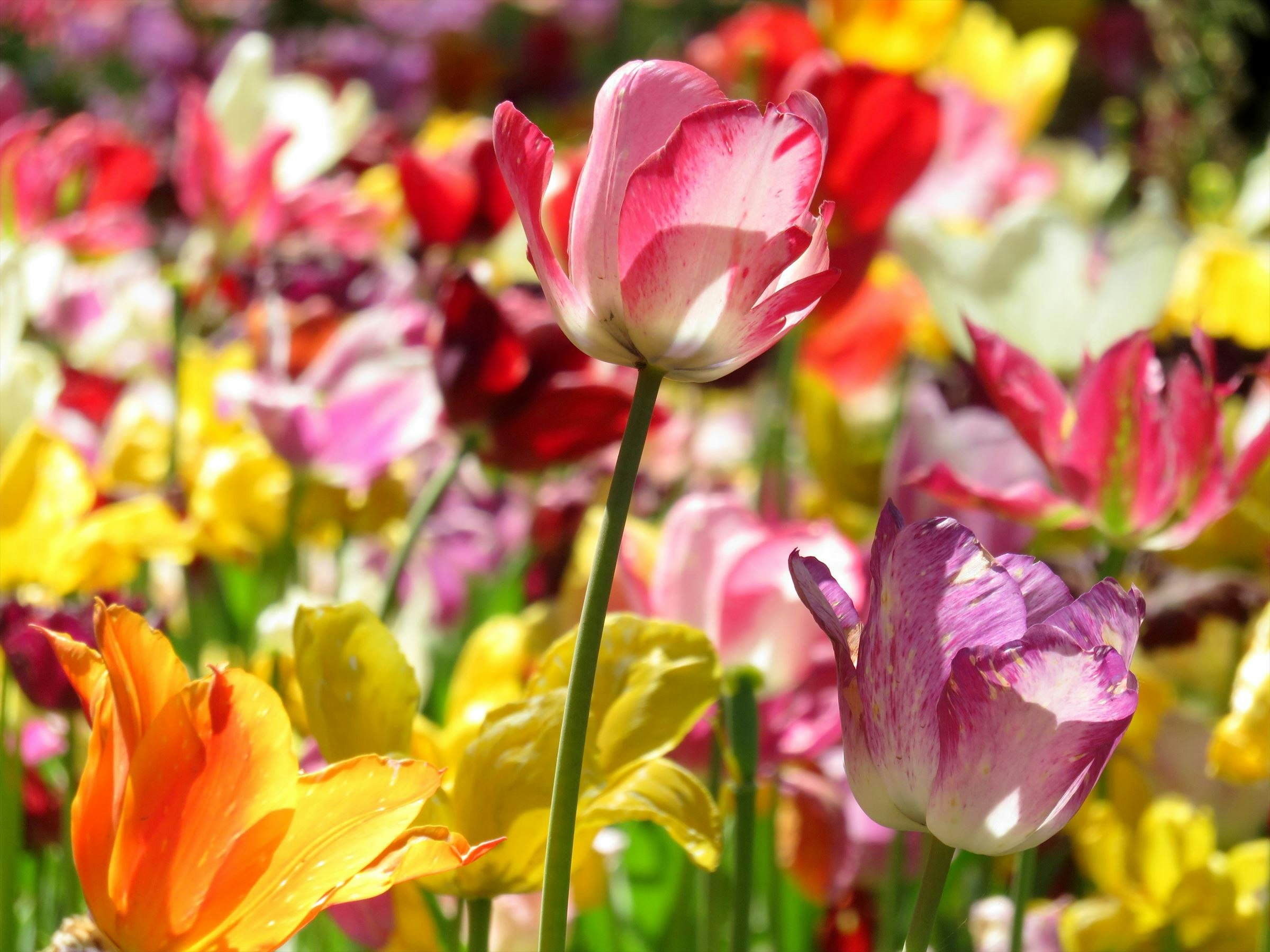 色とりどりのチューリップが咲く花畑