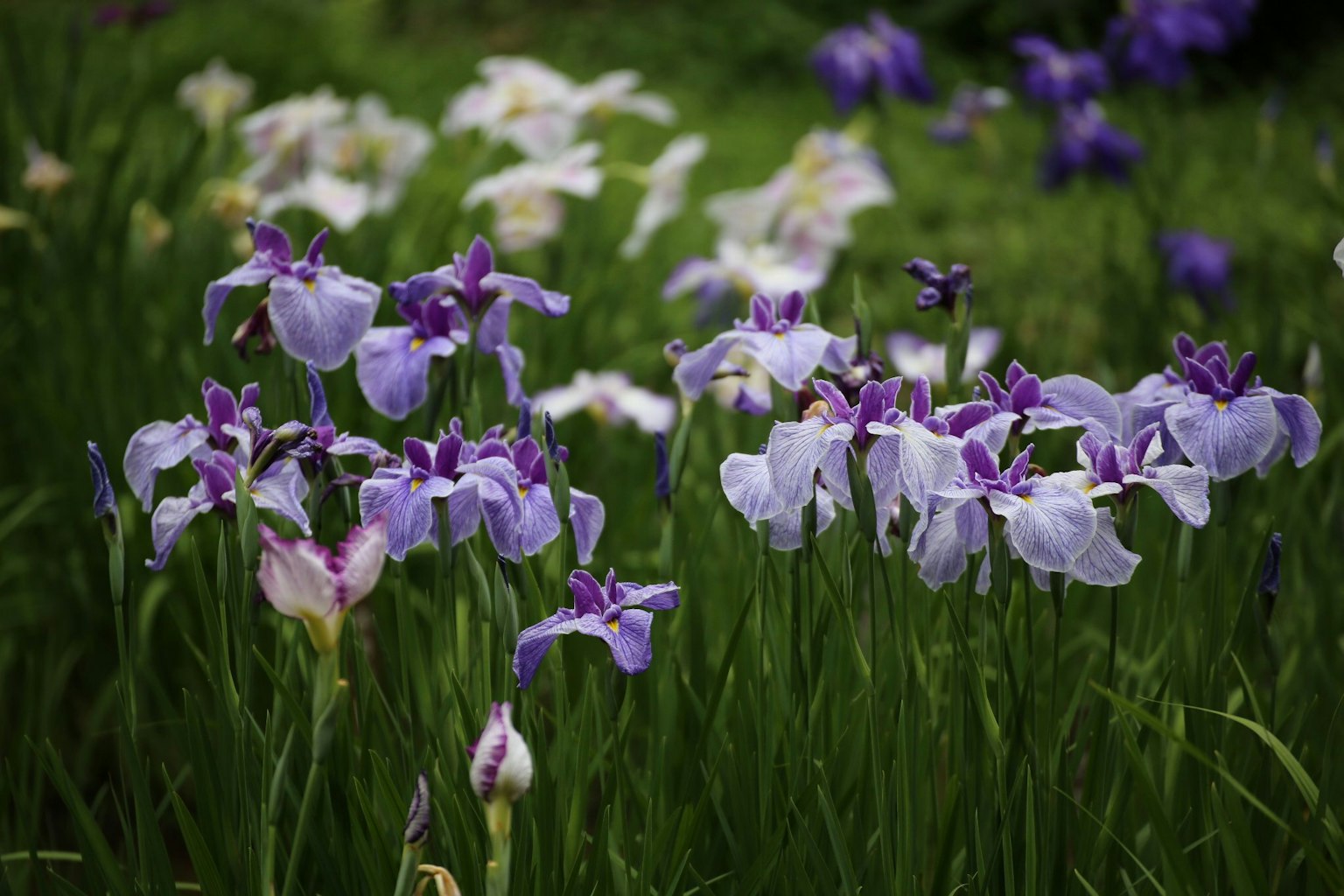 Purple and white iris flowers blooming in green grass