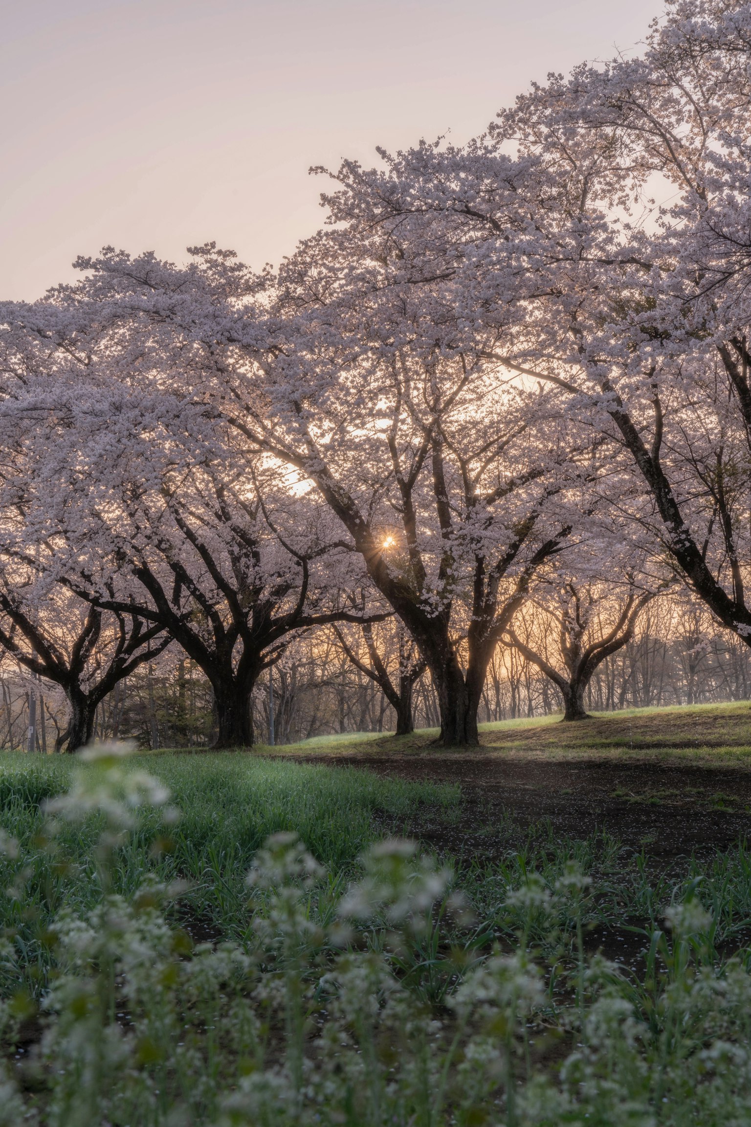Kirschblütenbäume in einem Park mit wunderschönem Sonnenuntergang