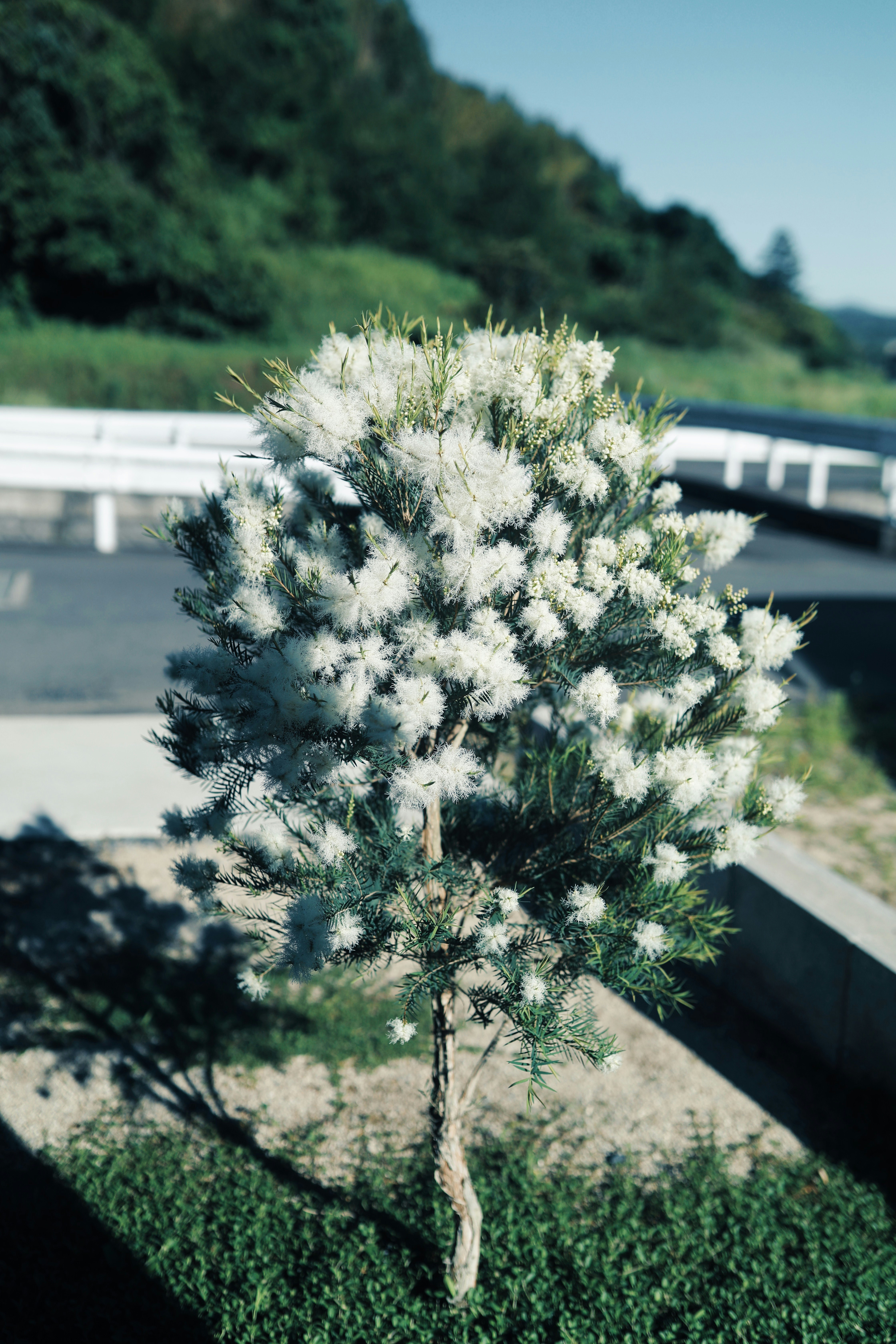 道路沿いの白い花の咲く小さな木