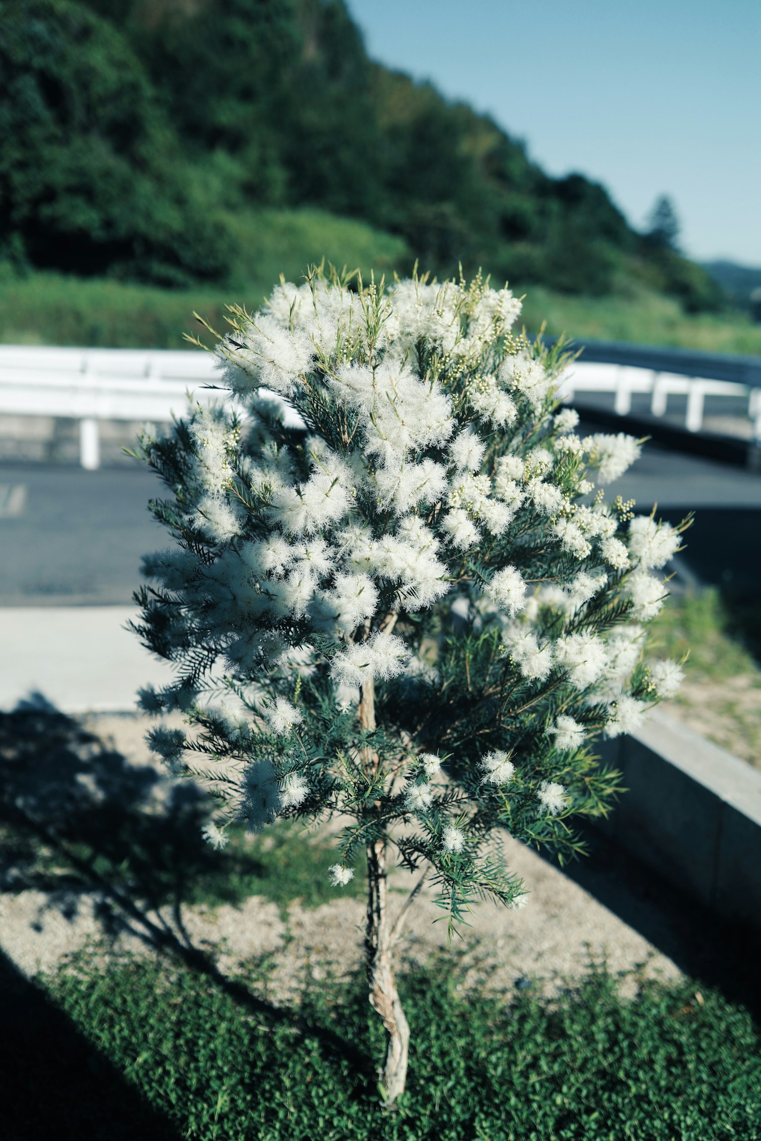 小树上开着白色花朵和绿色草地的风景