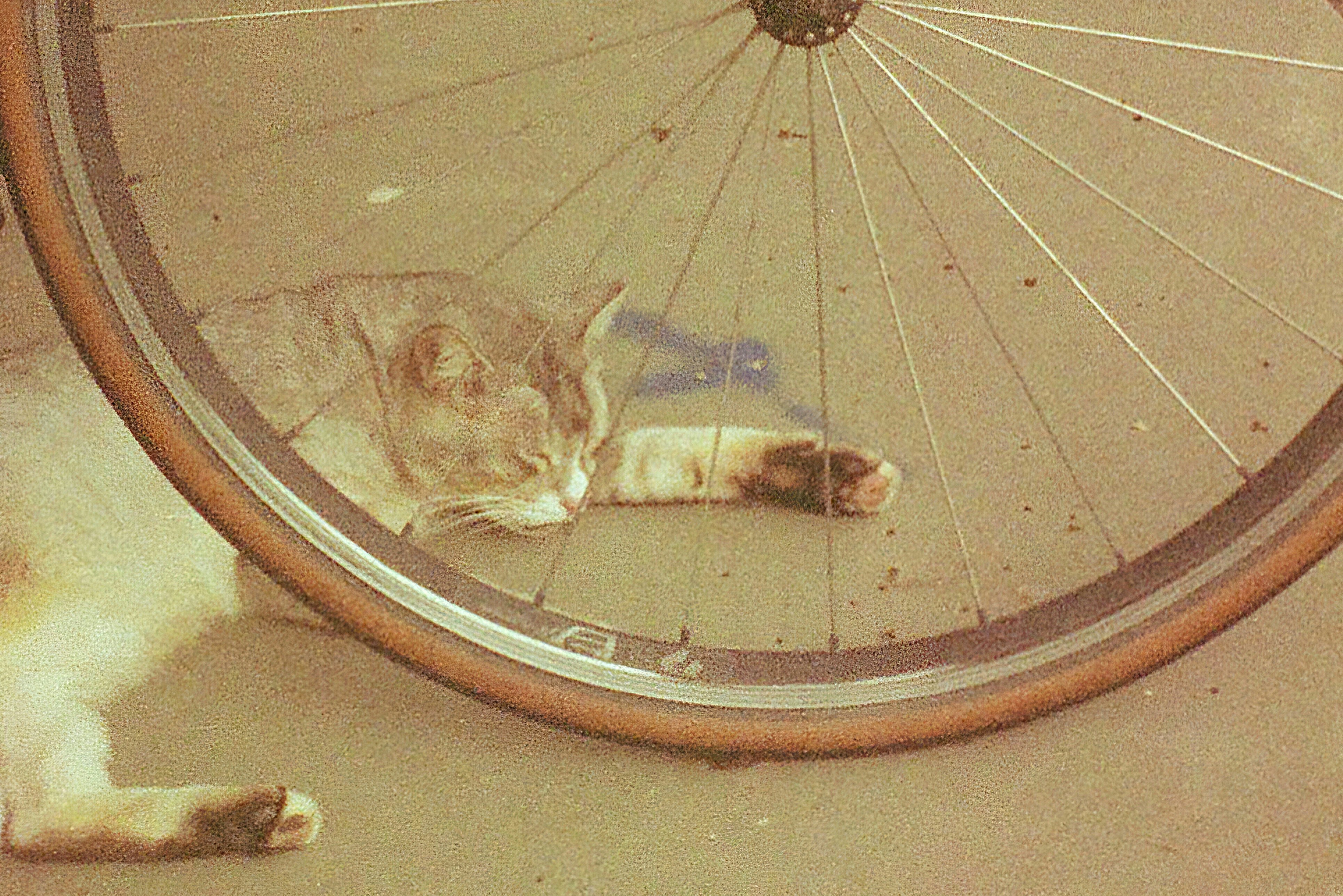 自転車の車輪の下で寝ている猫の写真