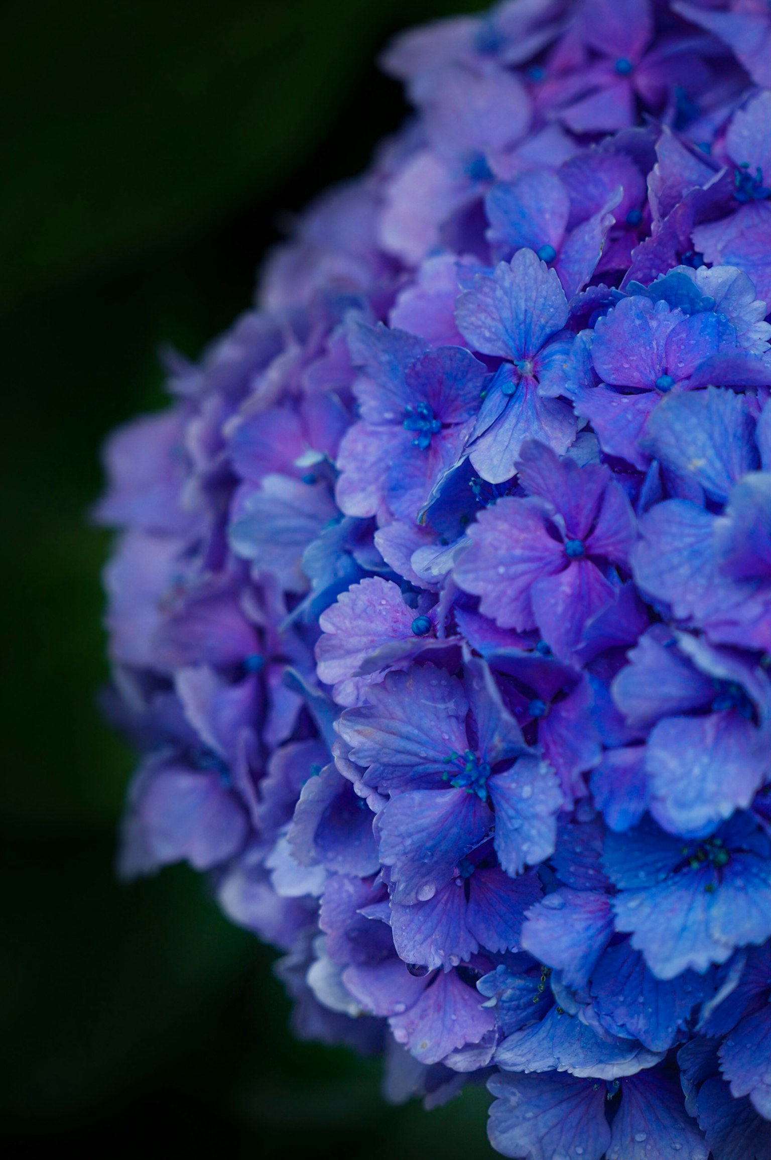 Primo piano di un fiore di ortensia viola