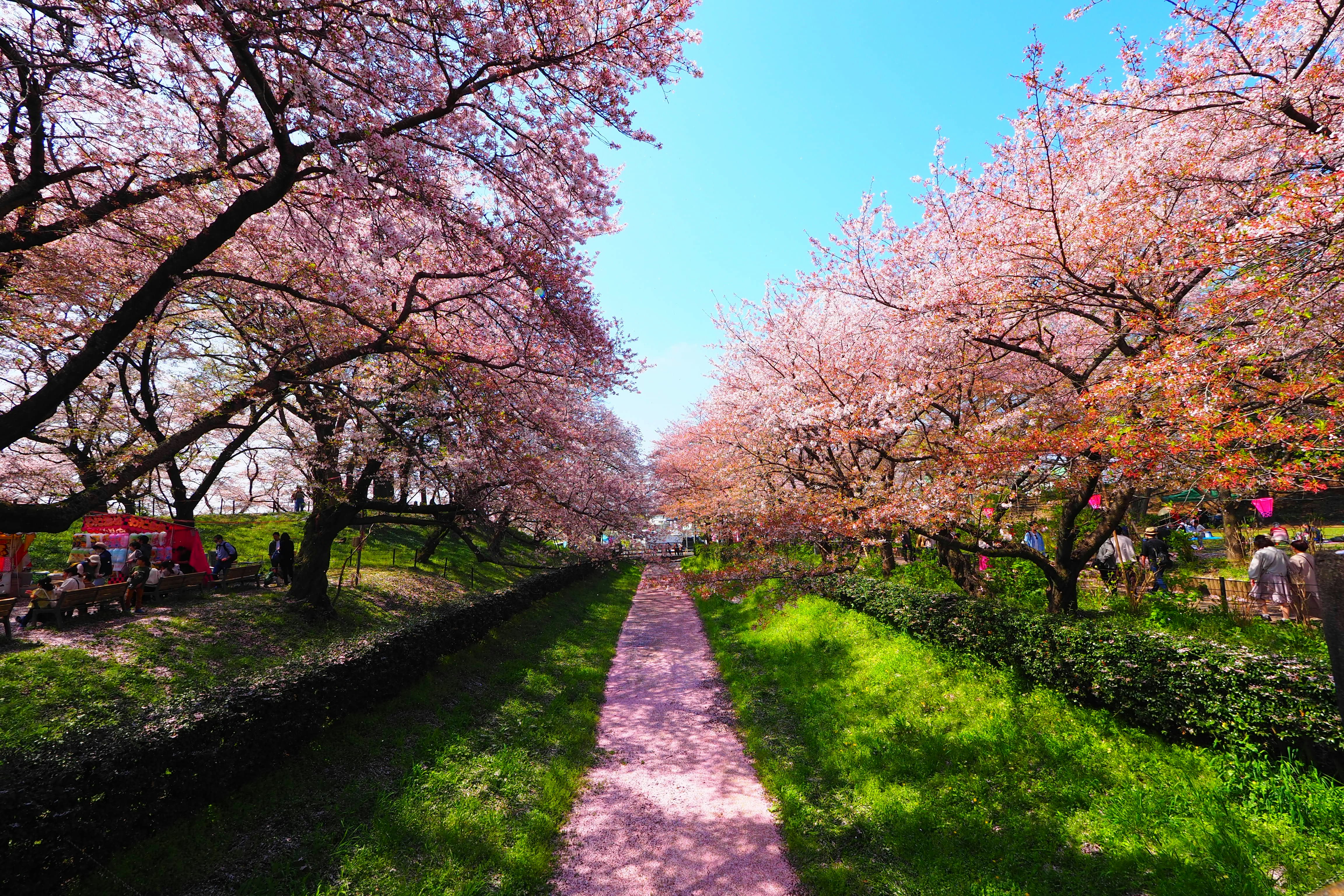樱花林道与草地公园景色