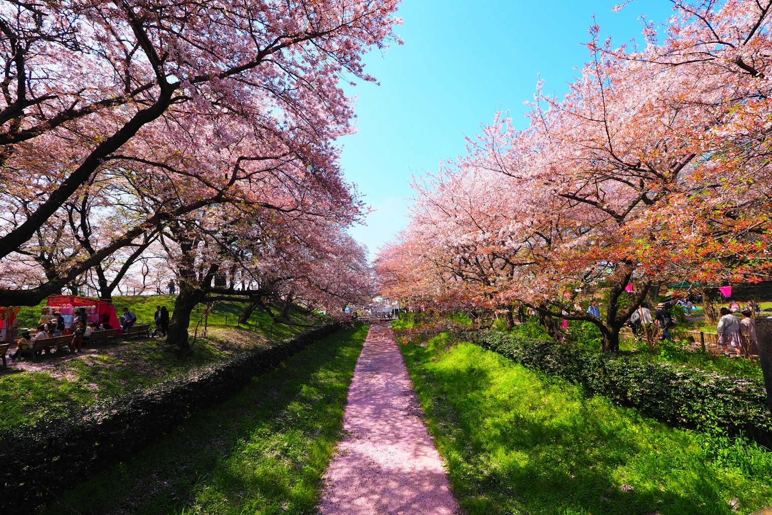 Schöner Kirschblütenweg unter einem blauen Himmel mit blühenden rosa Blumen