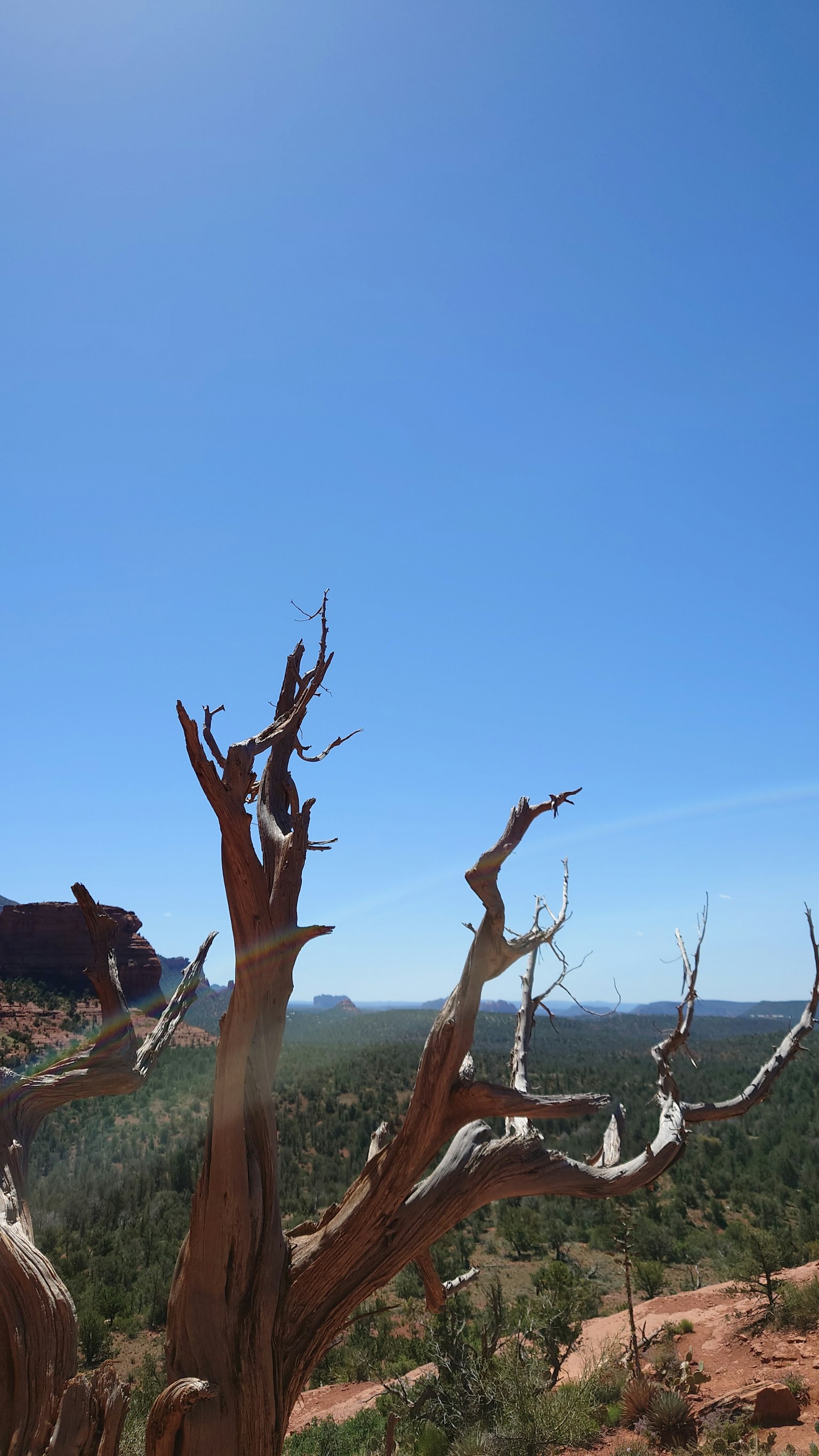 Un arbre mort contre un ciel bleu clair avec un paysage verdoyant