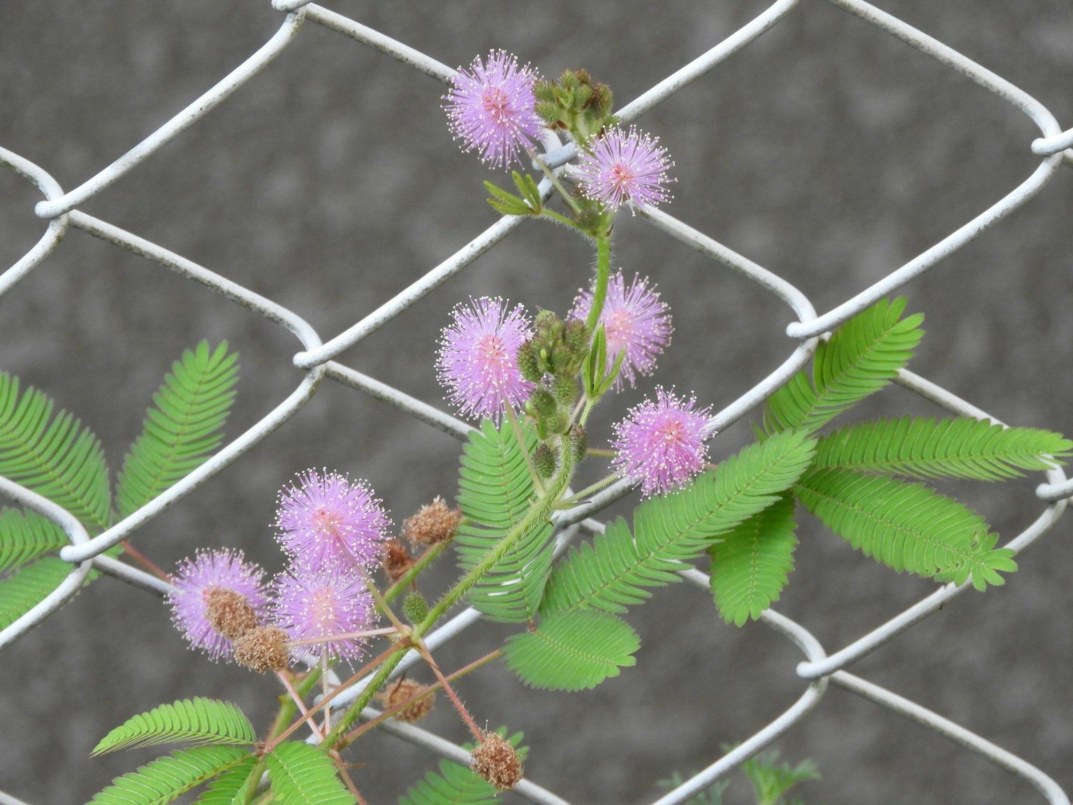 Mimosablüten und grüne Blätter, die sich mit einem Zaun verflechten