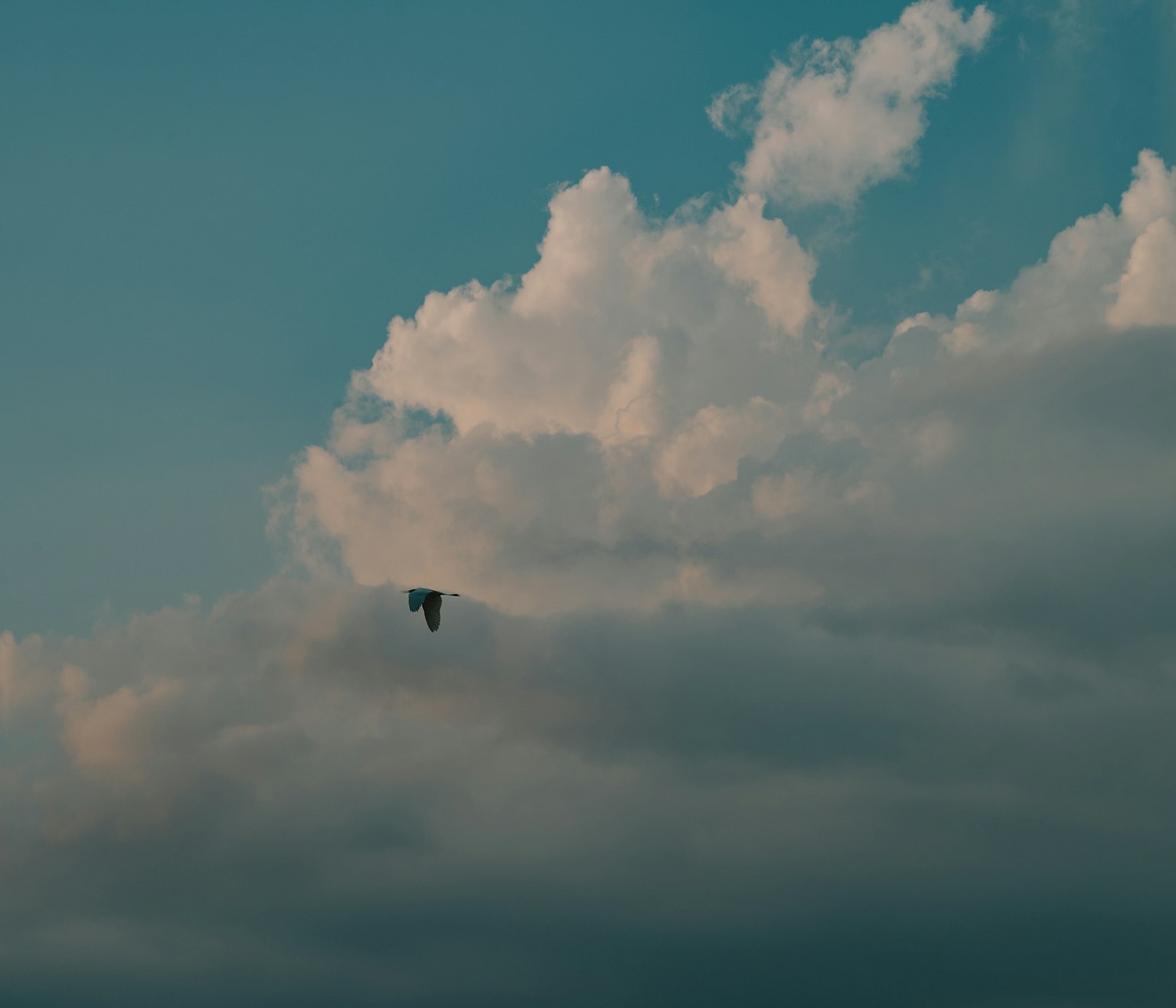 A bird soaring amidst a blue sky and fluffy white clouds