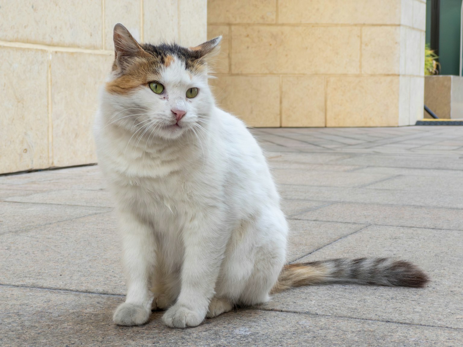 A calico cat sitting on a stone pavement with a relaxed posture