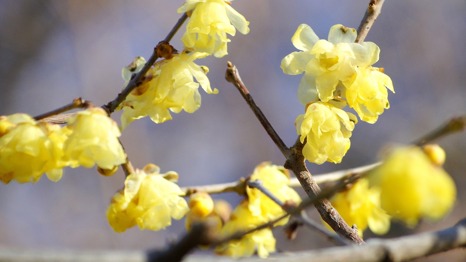 Nahaufnahme eines Zweigs mit blühenden gelben Blumen