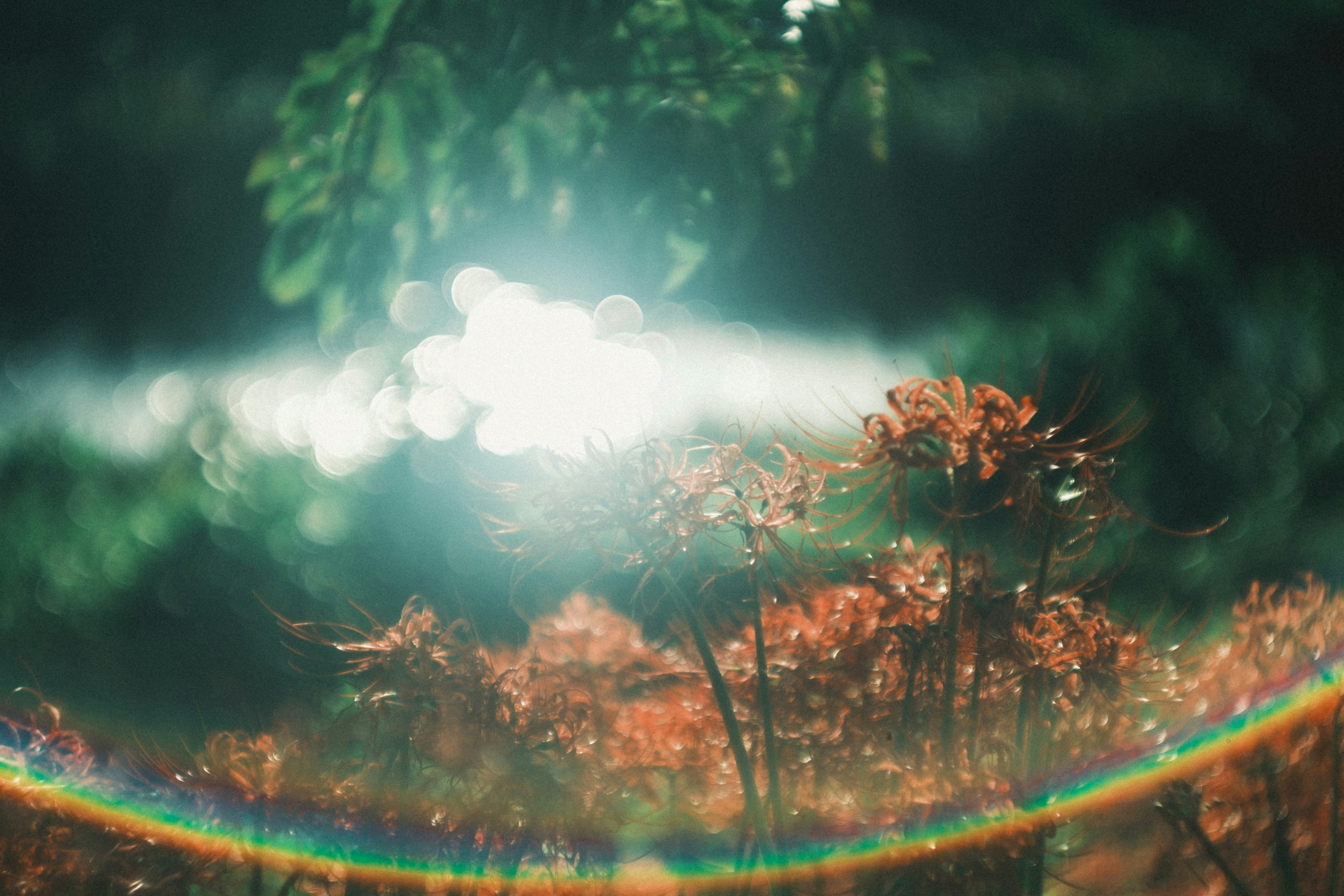 Blumen und regenbogenartige Lichtreflexe über einer Wiese