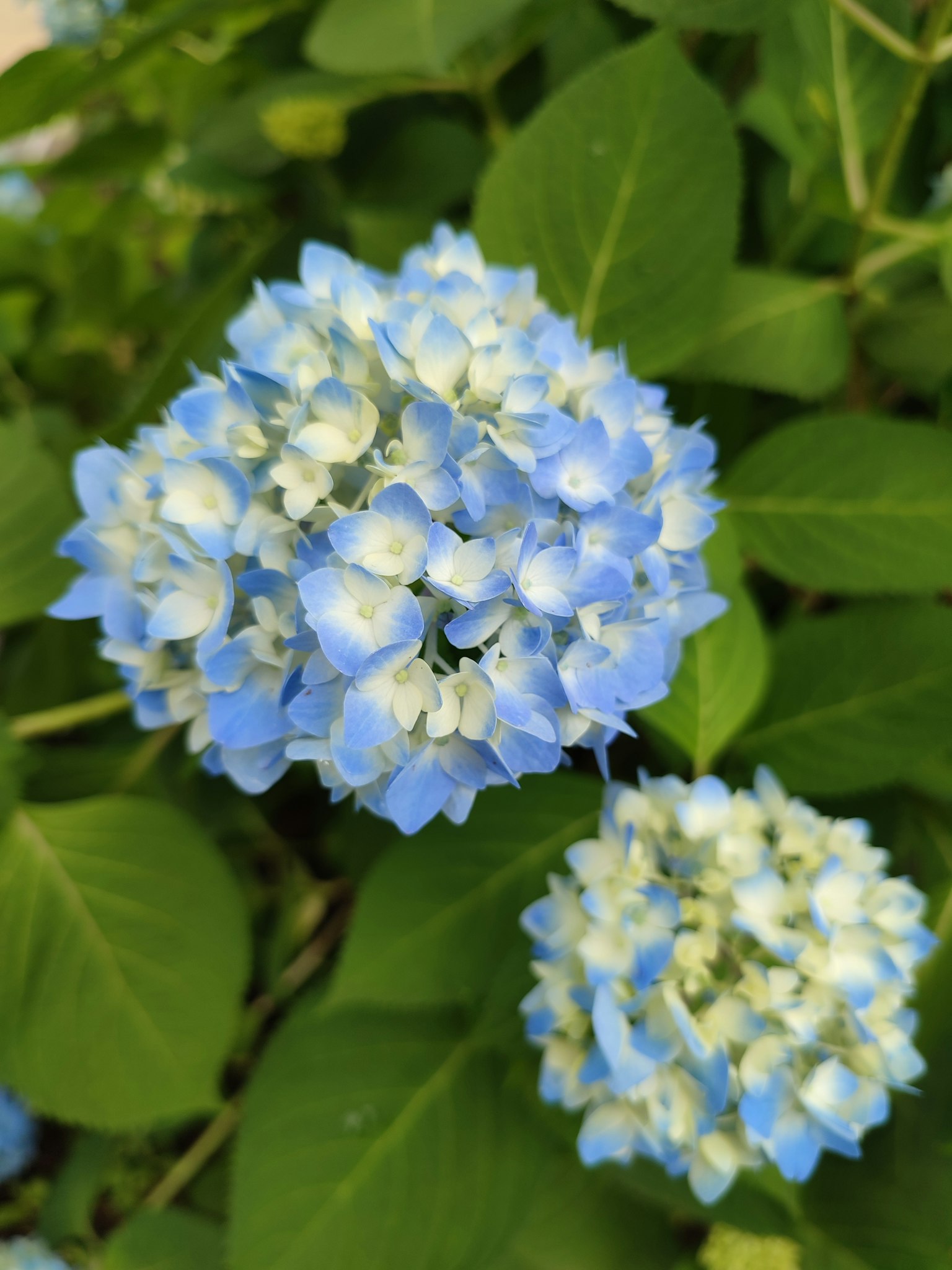 Kedekatan bunga hortensia biru dan putih