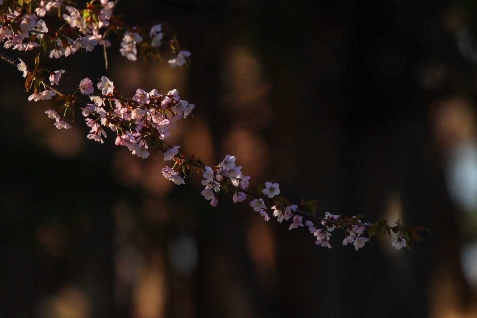 Delicate fiori di ciliegio rosa su uno sfondo scuro