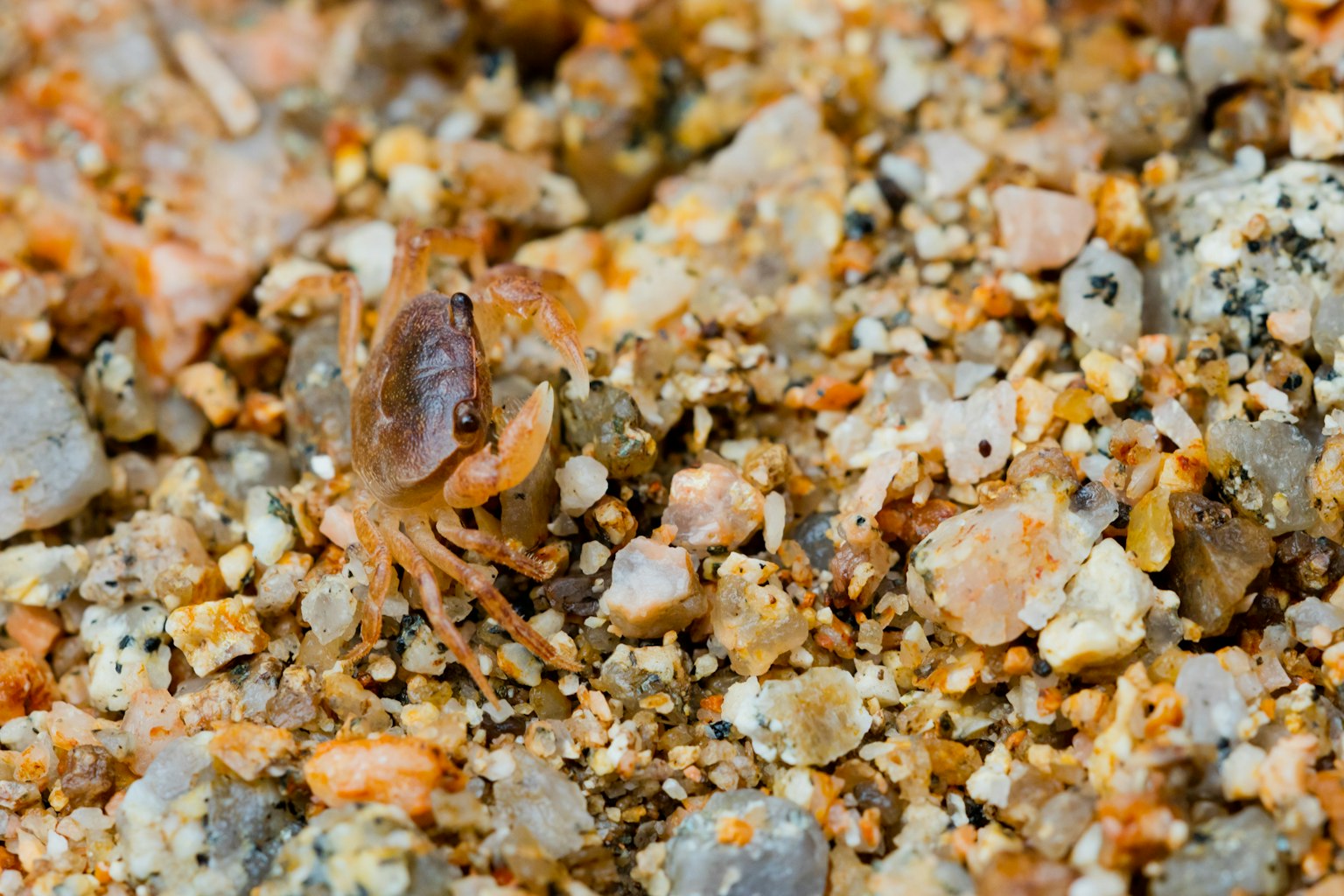 Nahaufnahme eines kleinen Krebses, der im Sand versteckt ist