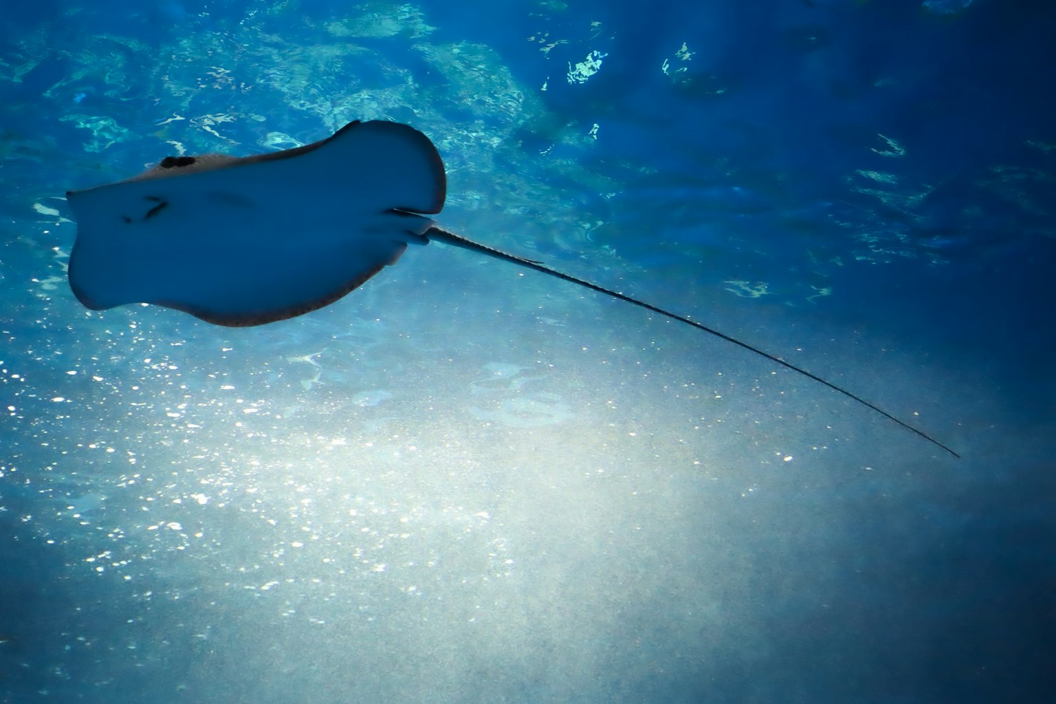 Gambar ikan pari berenang di air biru