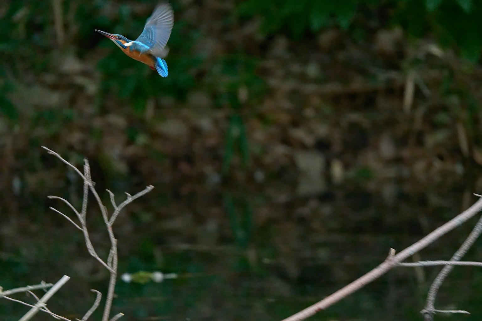 A bird with blue feathers in flight against a backdrop of green foliage and water reflection