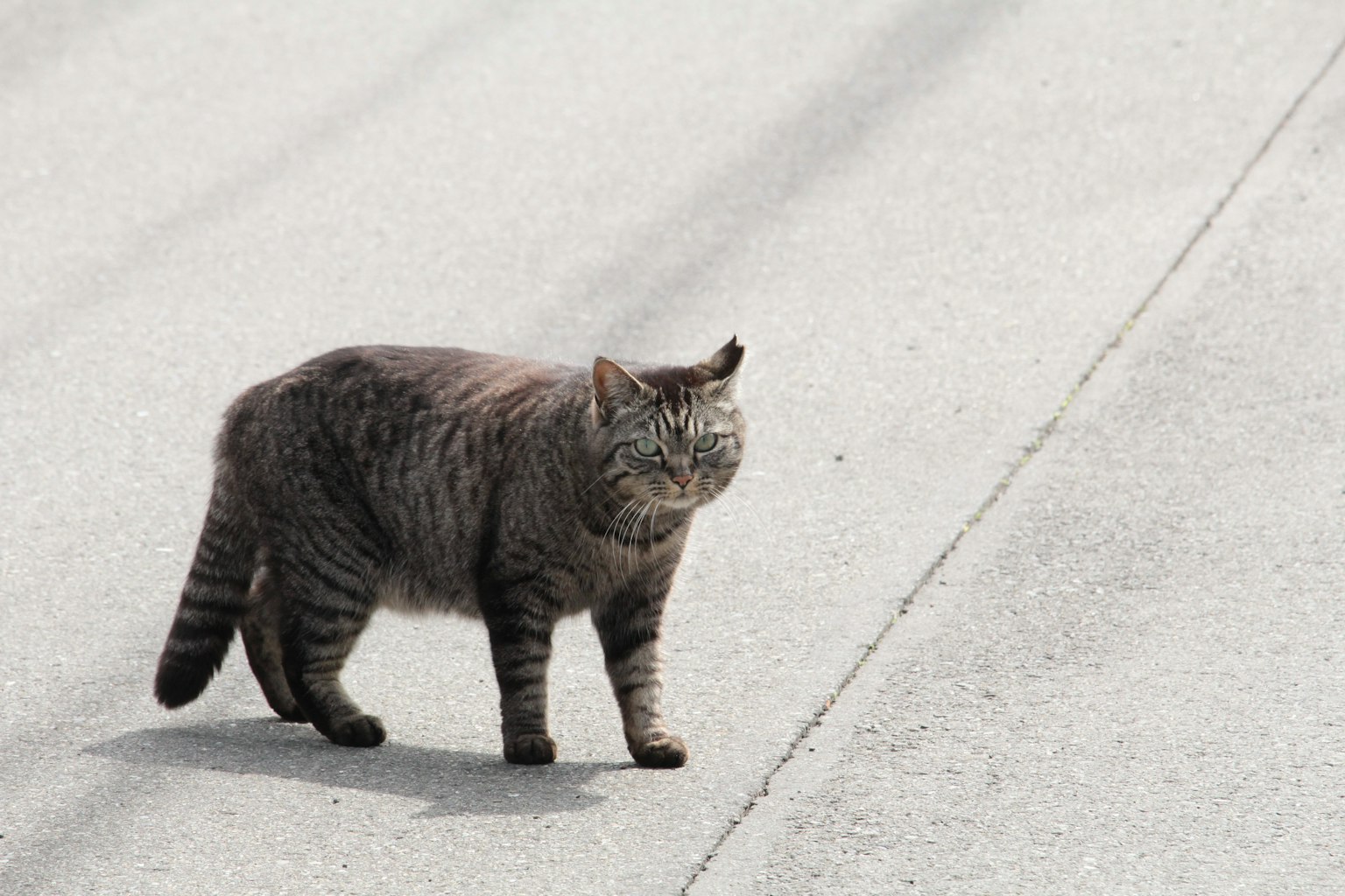 Gatto grigio che attraversa la strada