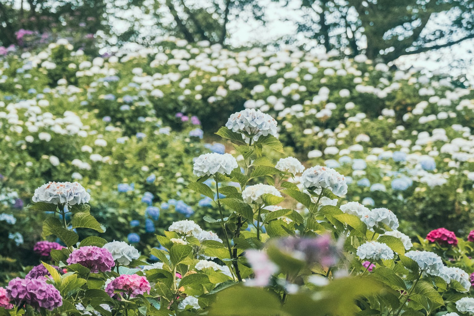 Une scène de jardin remplie de fleurs colorées avec des fleurs blanches et bleues en arrière-plan et des fleurs roses au premier plan