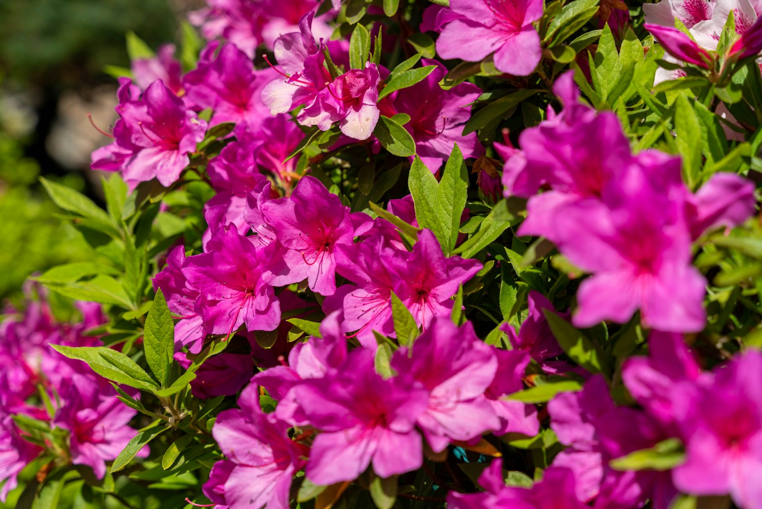 Tutup dekat bunga azalea pink cerah dikelilingi daun hijau