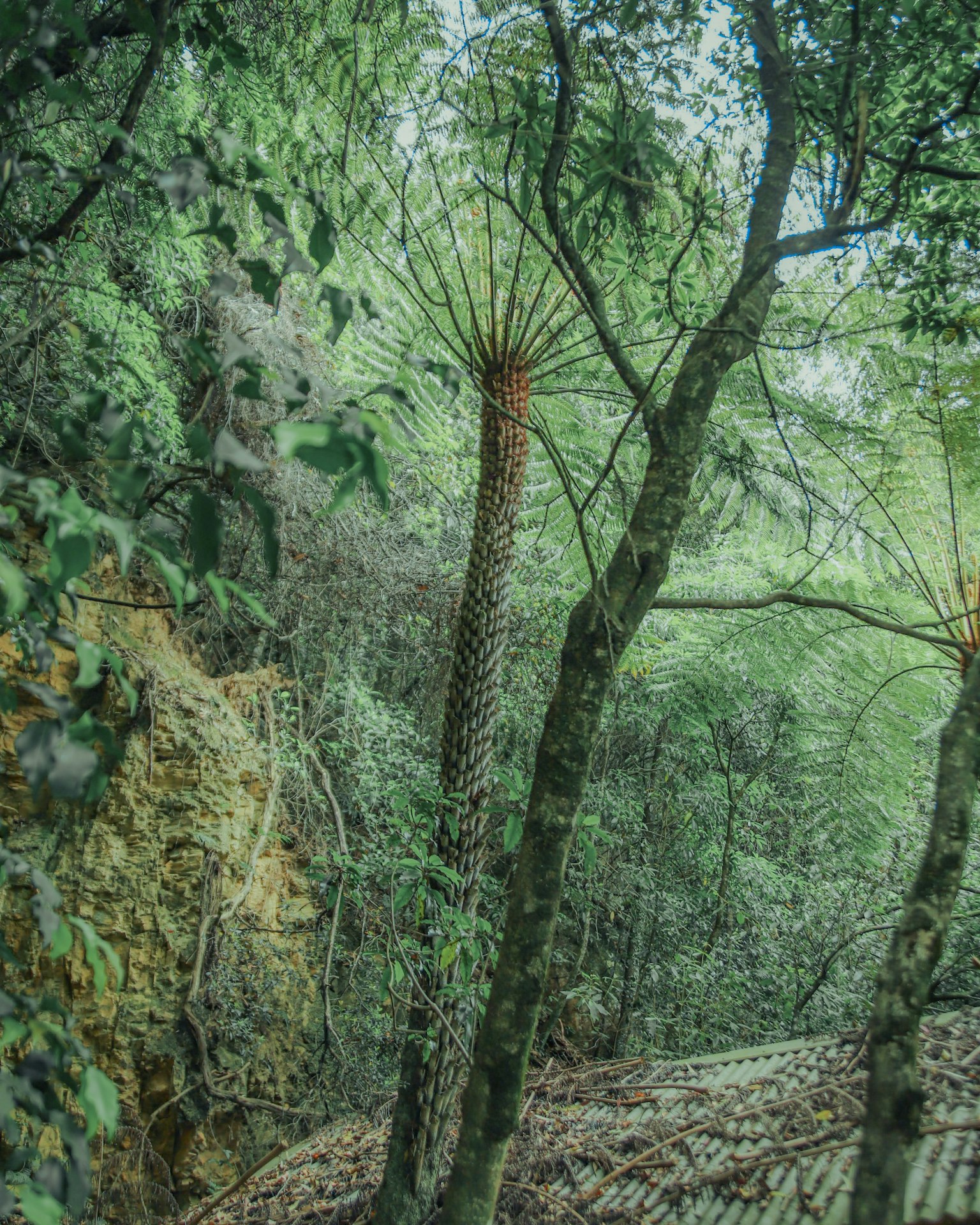 Bosque frondoso con árboles altos y densa vegetación