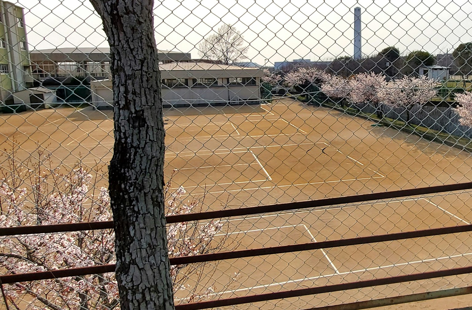 Vue d'un court de tennis près des cerisiers en fleurs