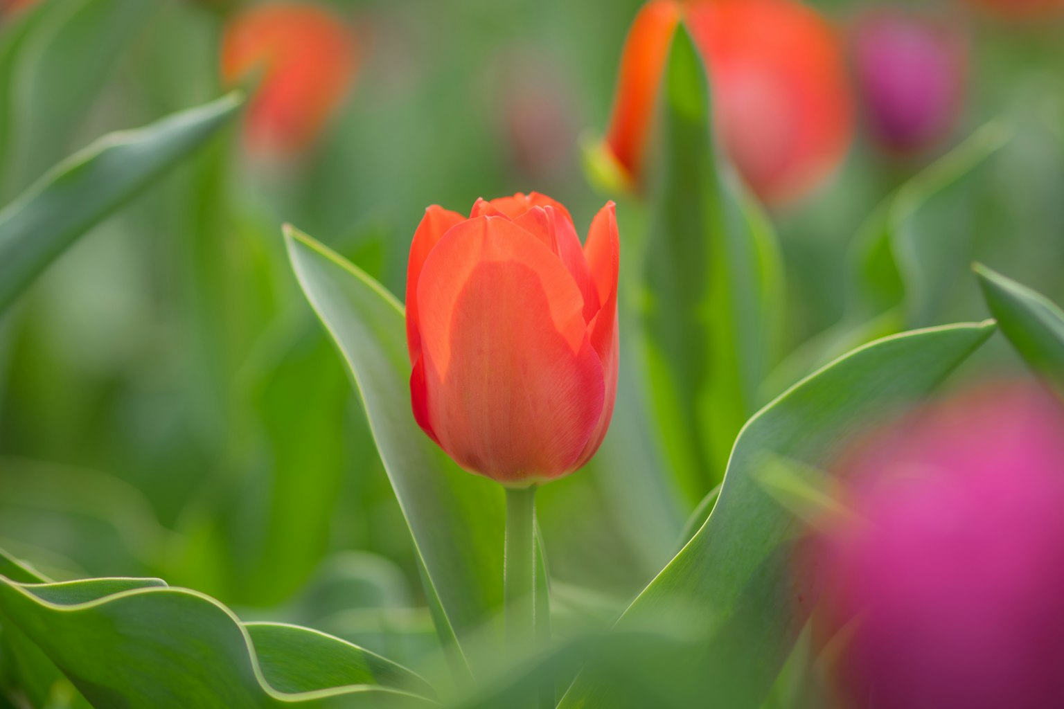 Tulipe orange vibrante entourée de feuilles vertes