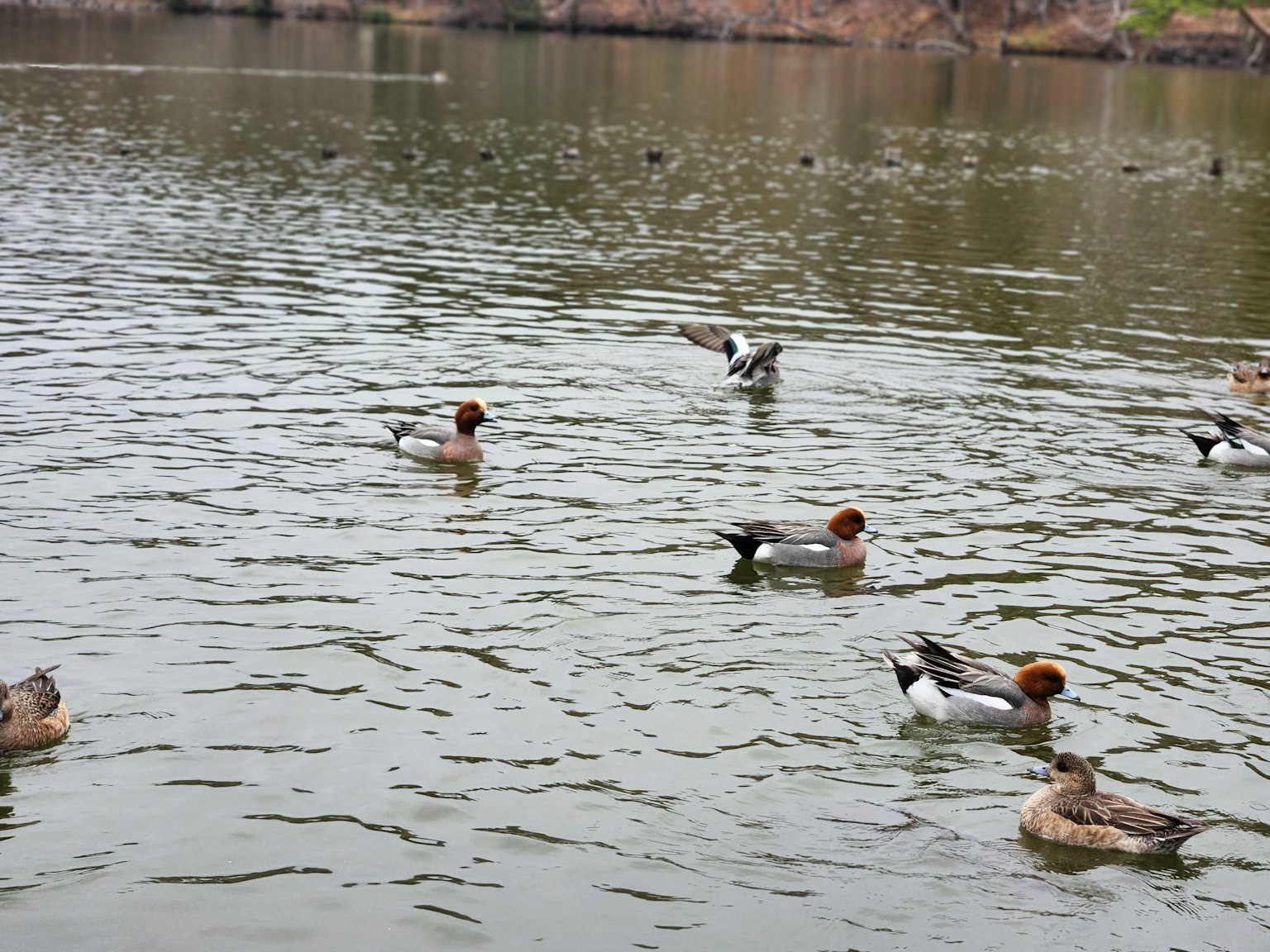 Un groupe de canards nageant à la surface de l'eau dans un lac calme
