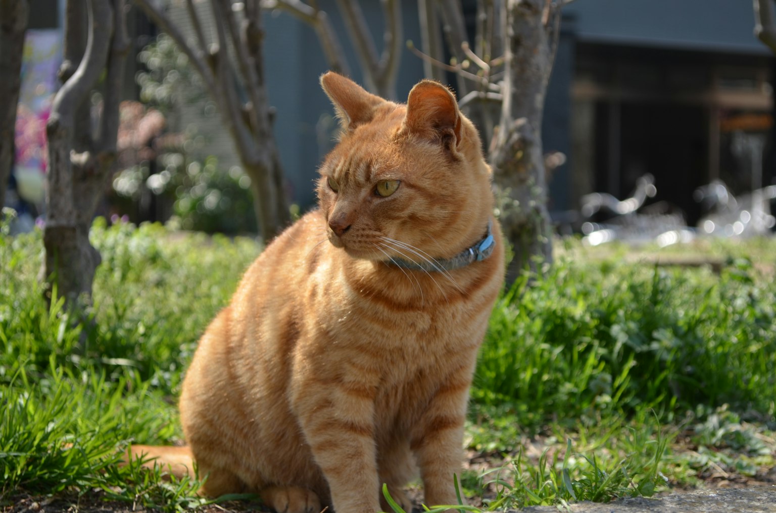 Gatto arancione seduto sull'erba verde