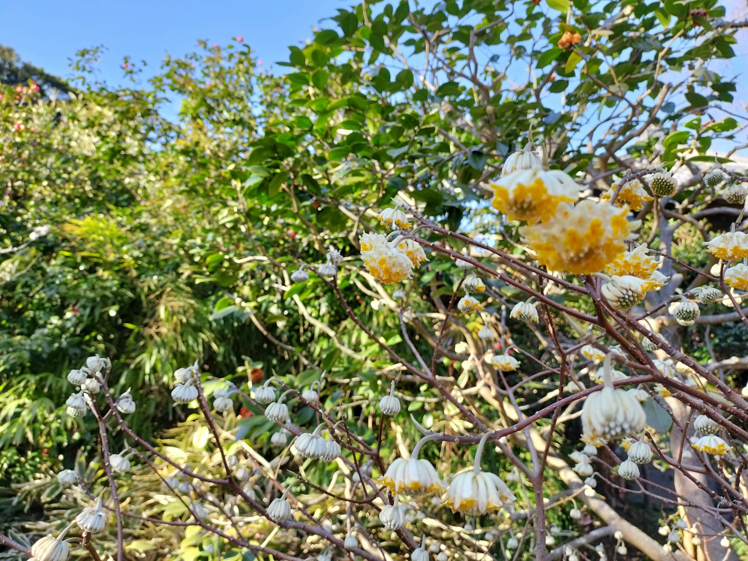 A garden scene featuring yellow flowers and abundant green leaves