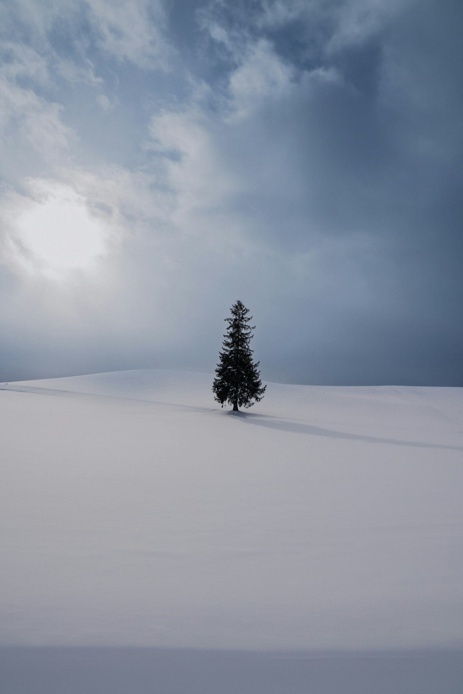 Un albero solitario che si erge in un paesaggio innevato sotto un cielo nuvoloso