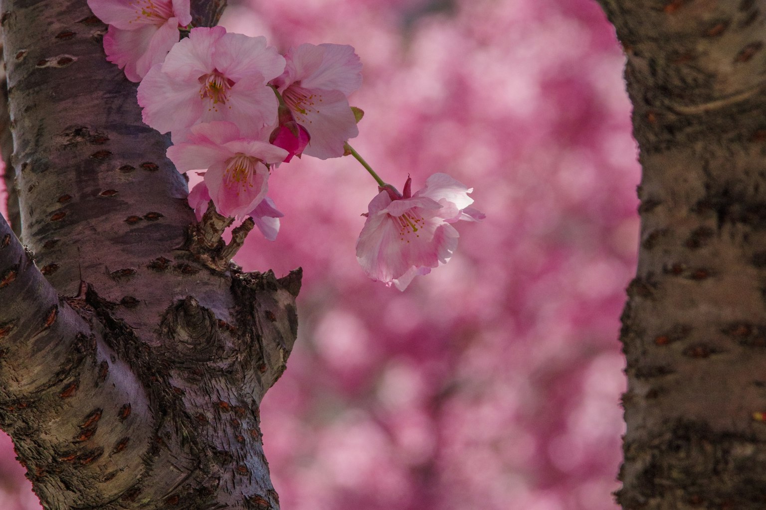 Primo piano di fiori di ciliegio su un tronco con sfondo rosa