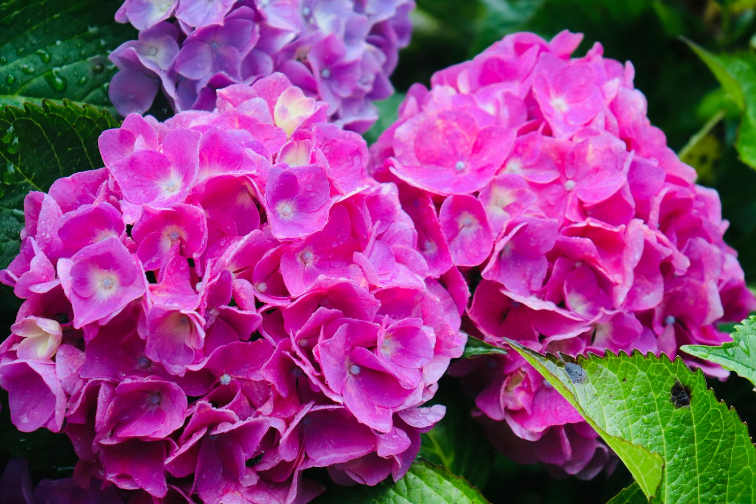 Fiori di ortensia rosa e viola in fiore