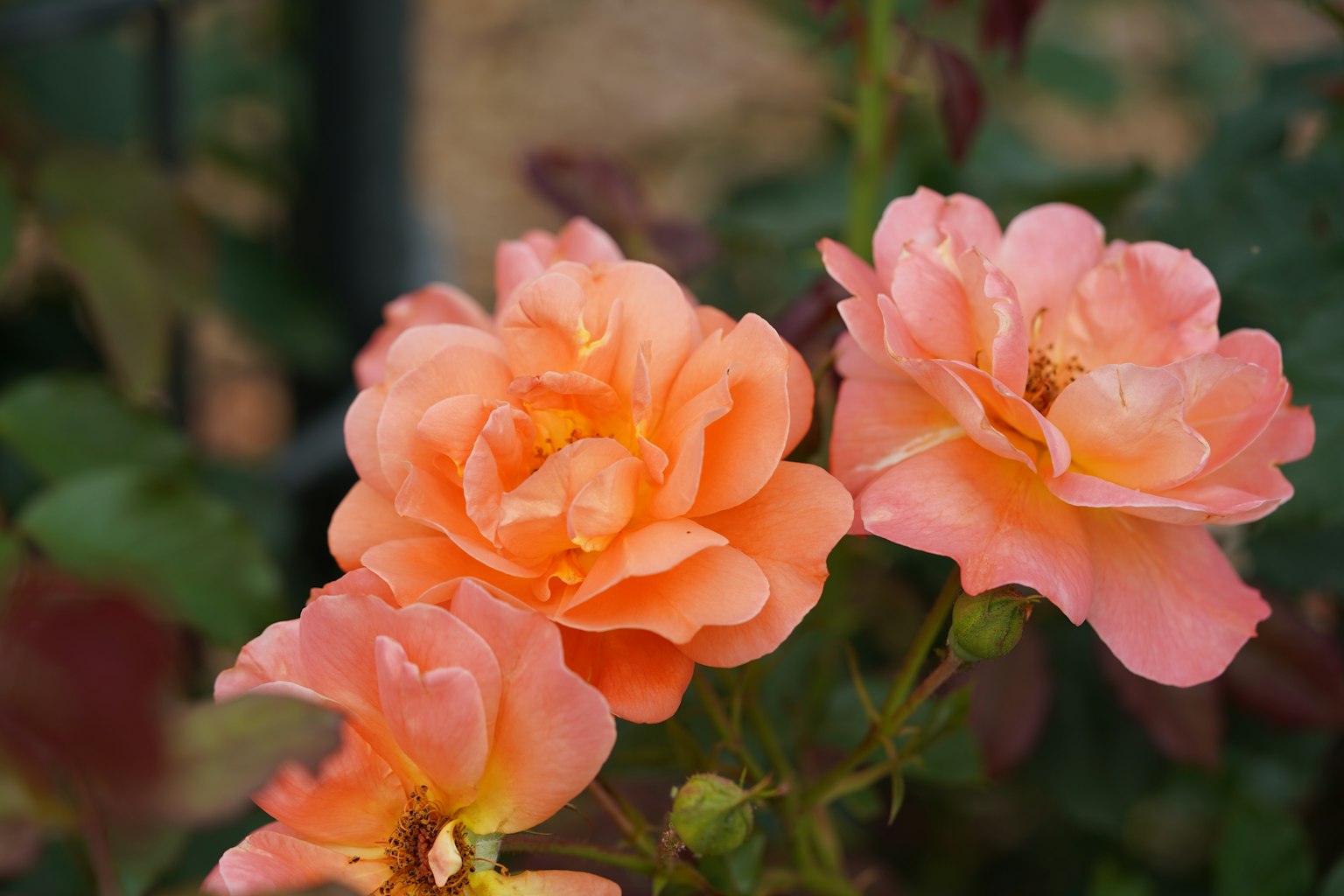 Rosa oranye yang indah mekar di taman