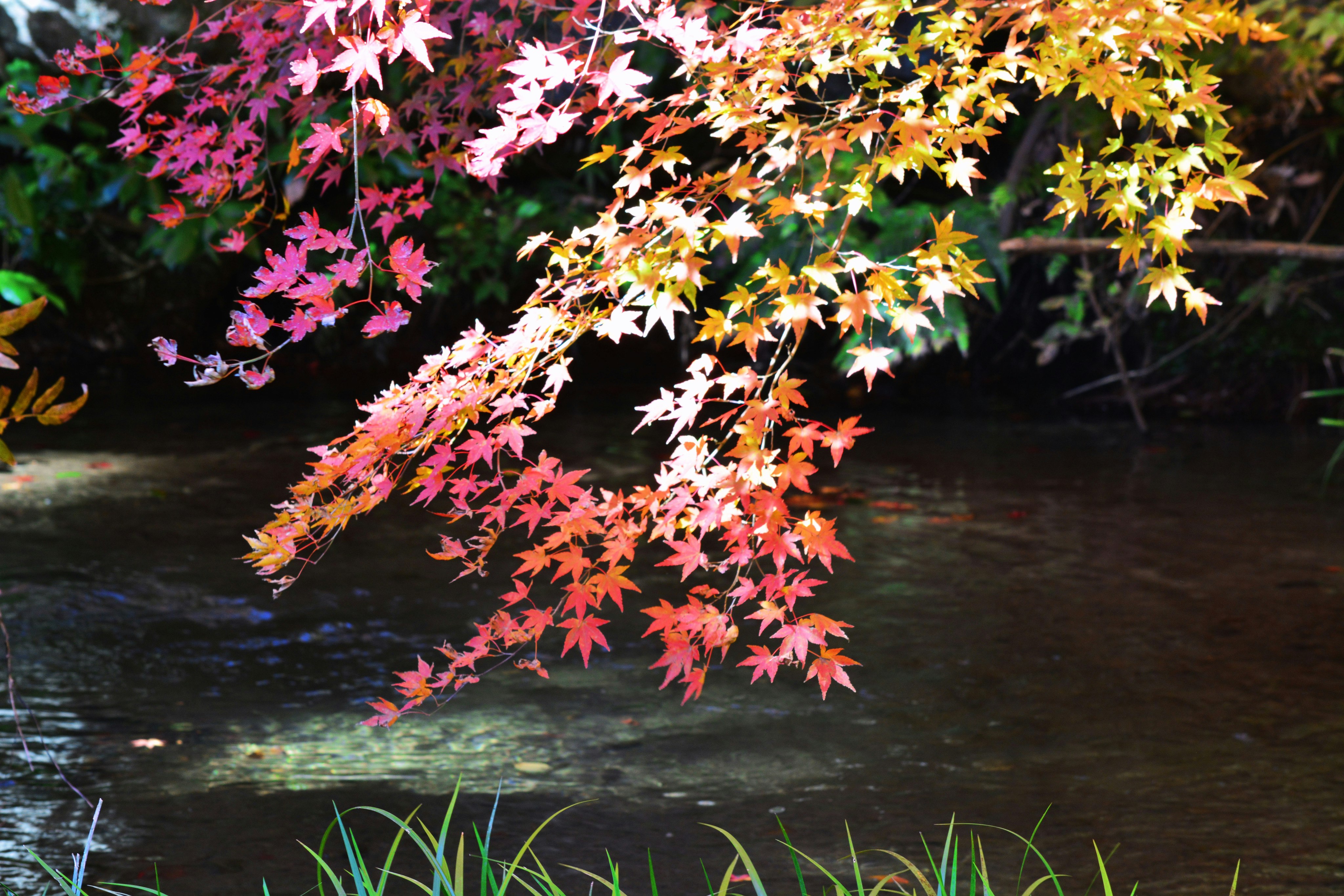 錦江湾の水辺に映える紅葉と落葉のもみじ・いちょう