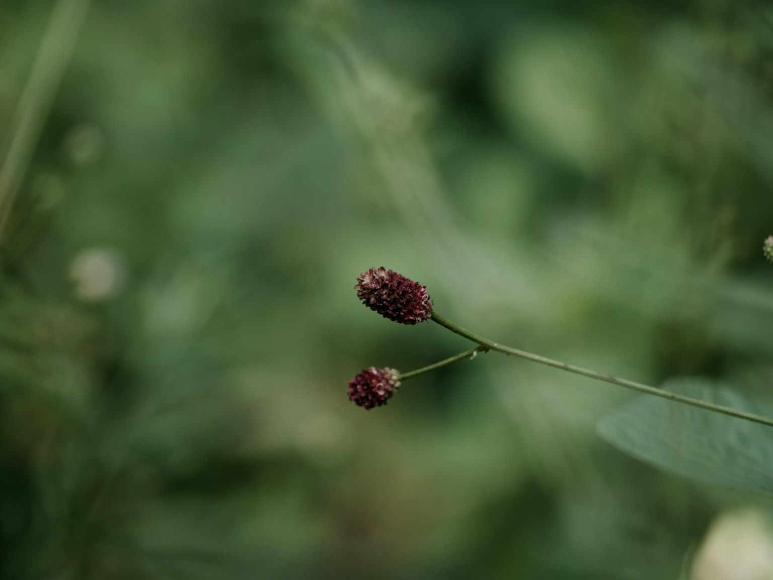 Imagen de dos pequeños botones florales marrón rojizo sobre un fondo verde