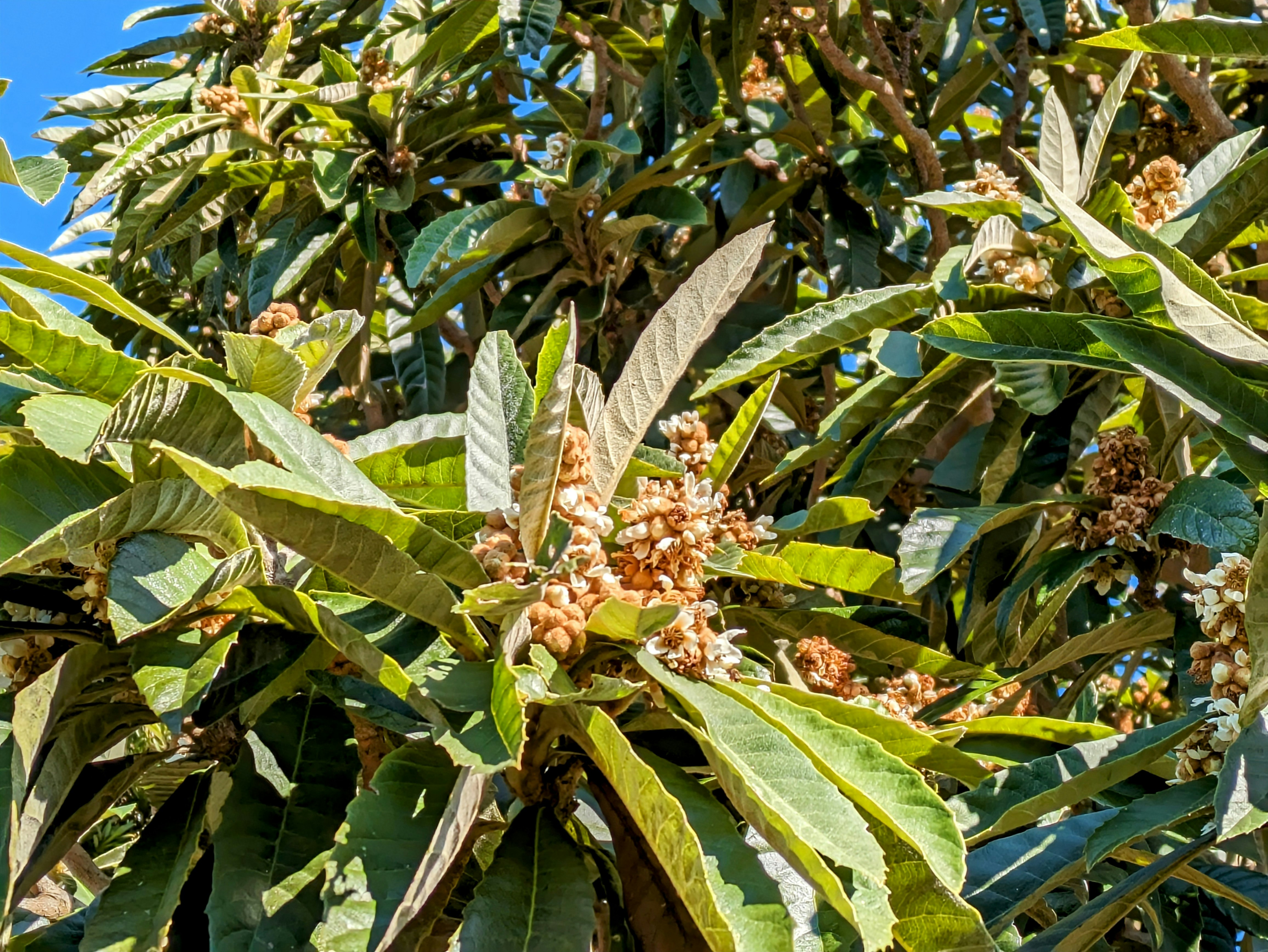 ヤシの木の葉と実が茂る熱帯の樹木